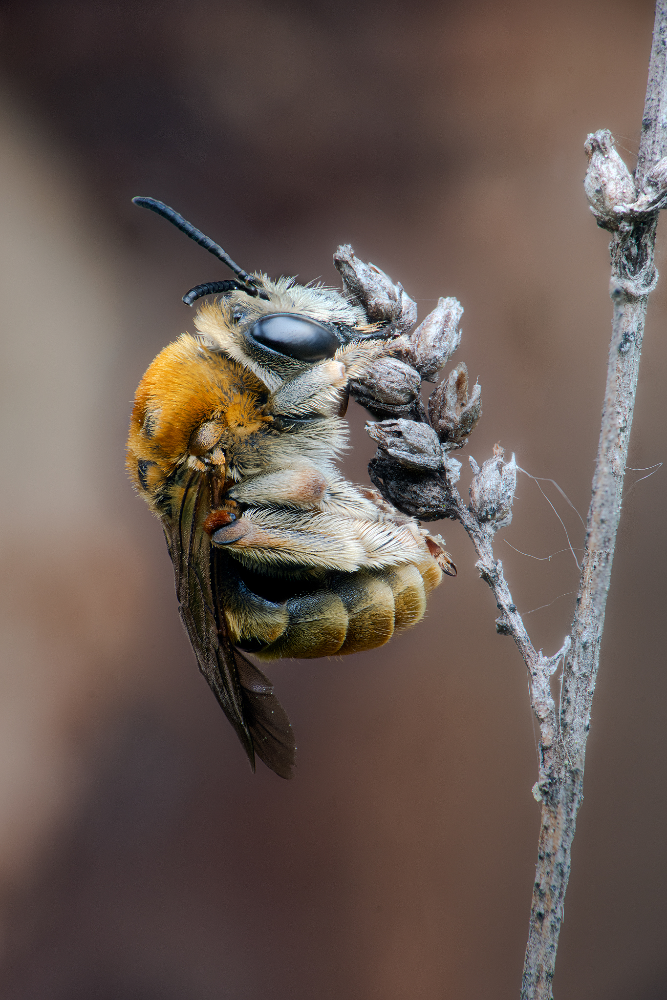Bee
