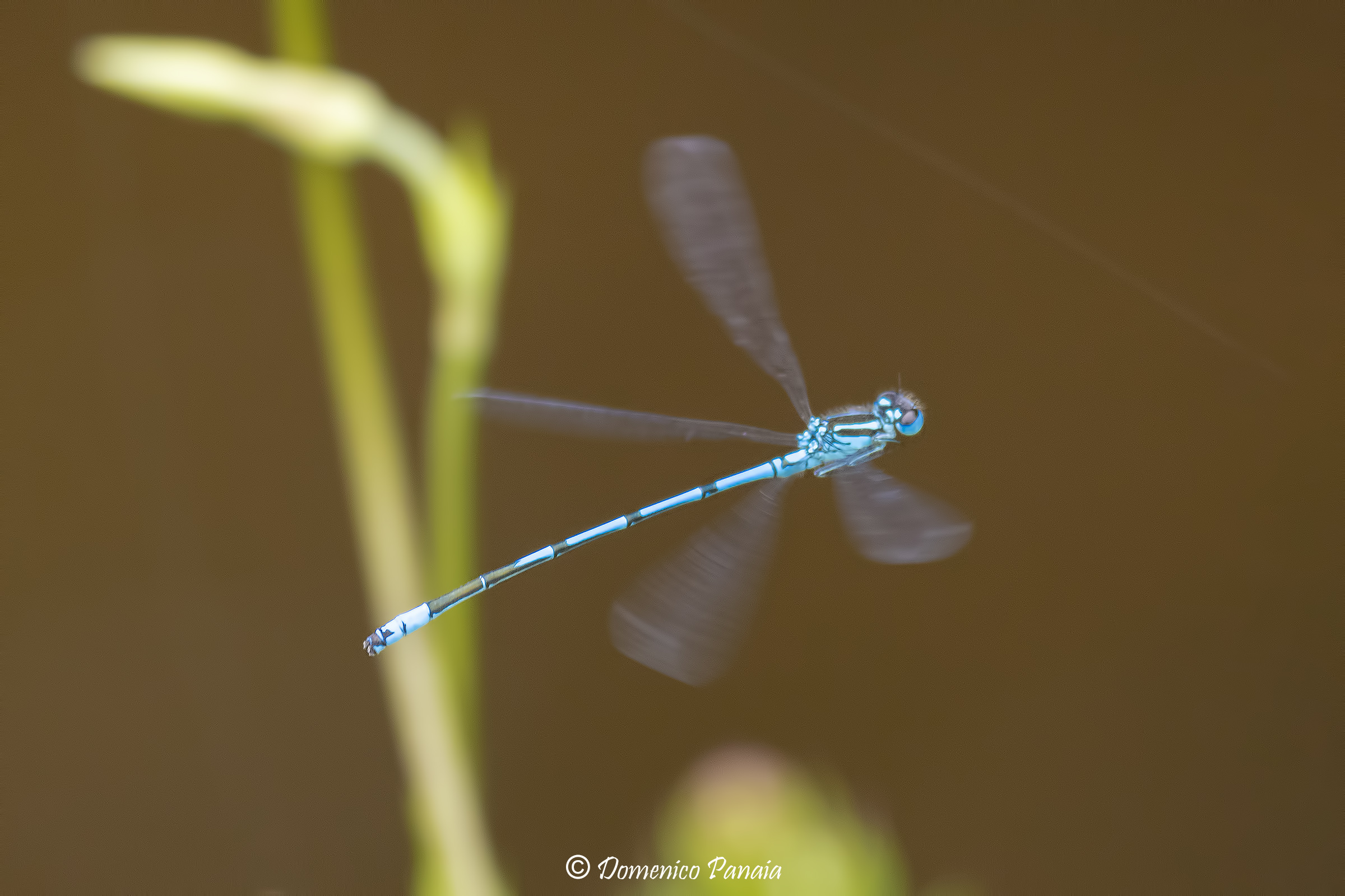Coenagrion puella