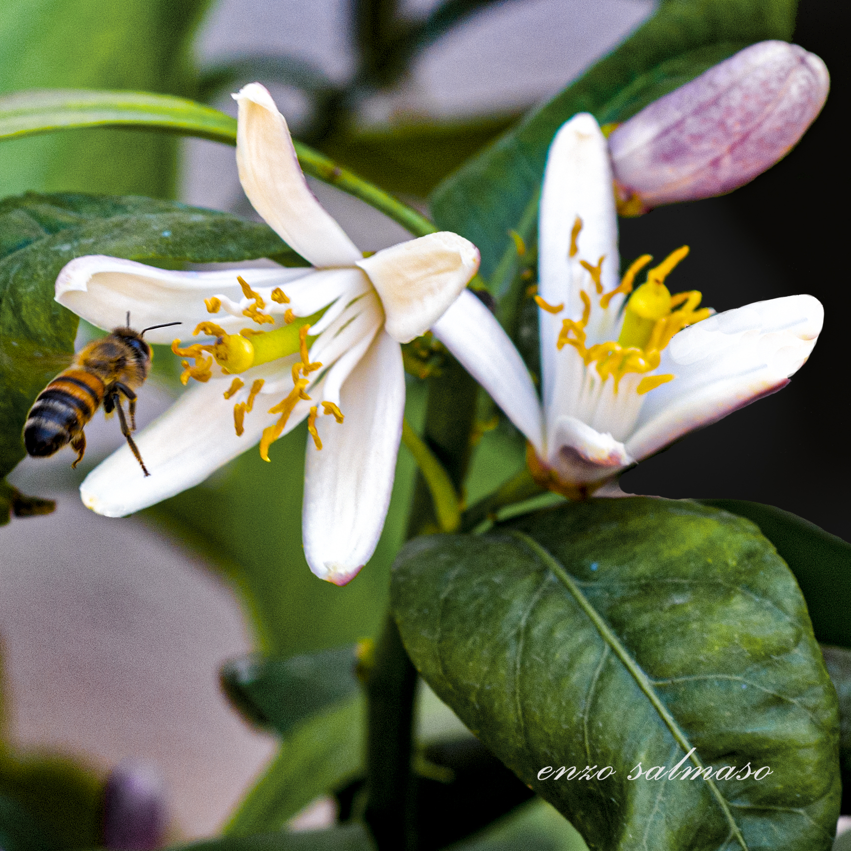 fiore di limone, con ospite