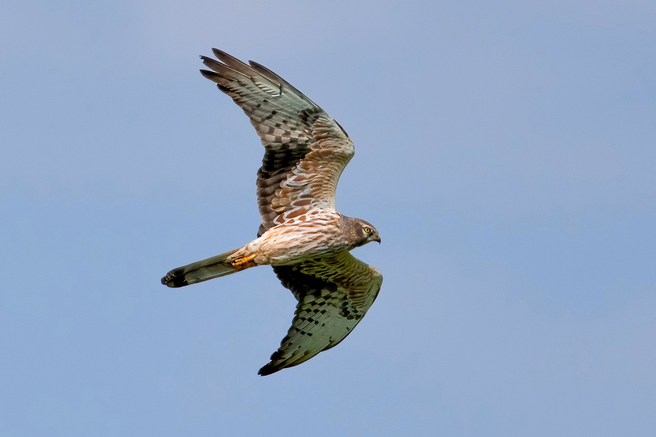 Harrier (Circus pygargus) - female
