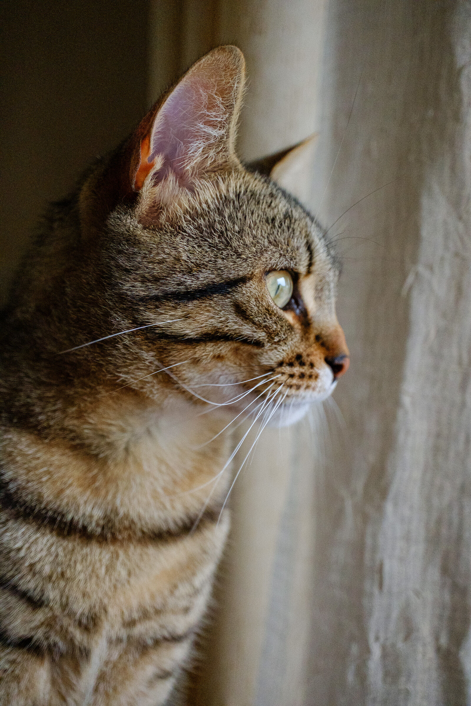 Cosa c'è la fuori???