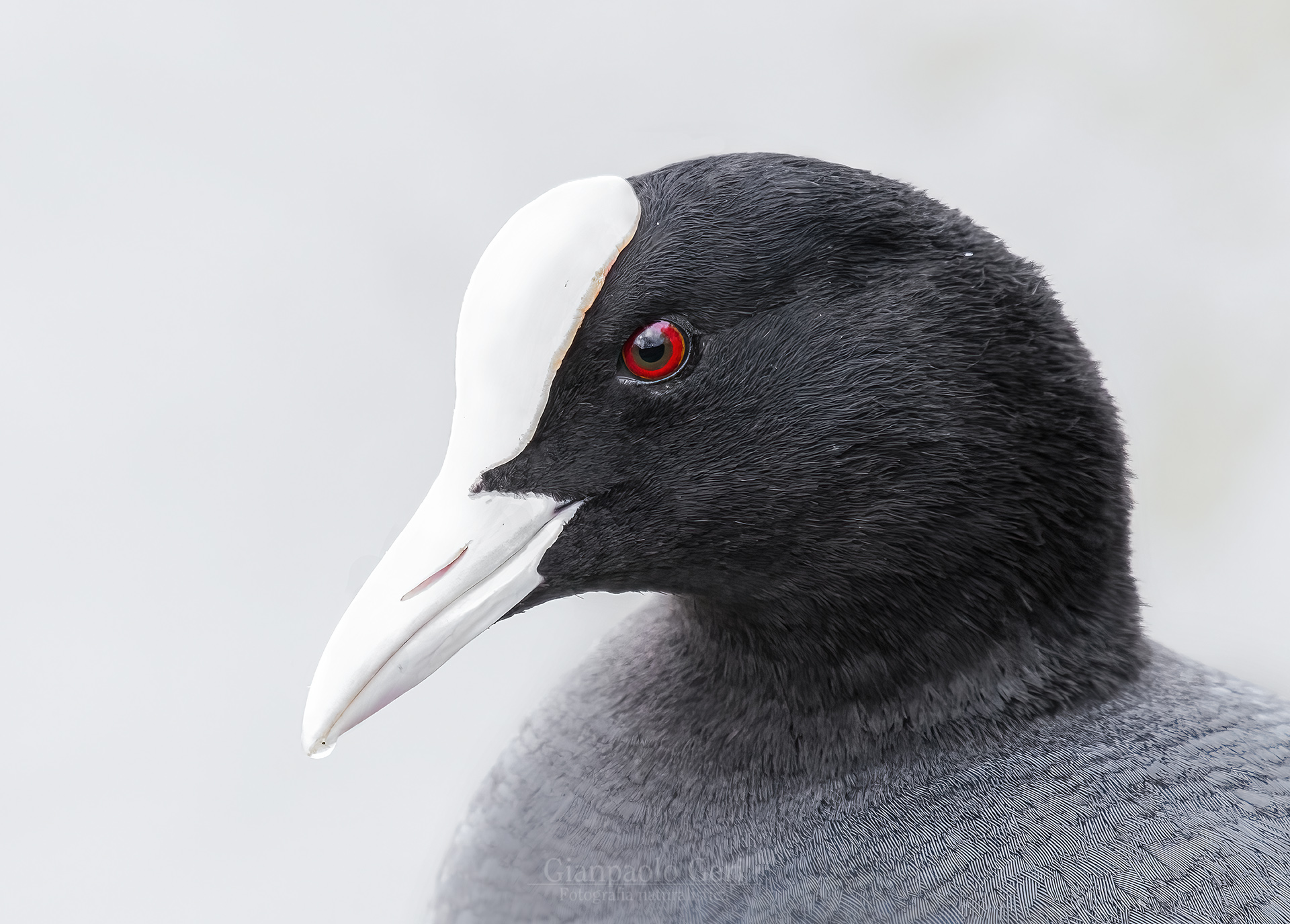 Folaga (Fulica atra)