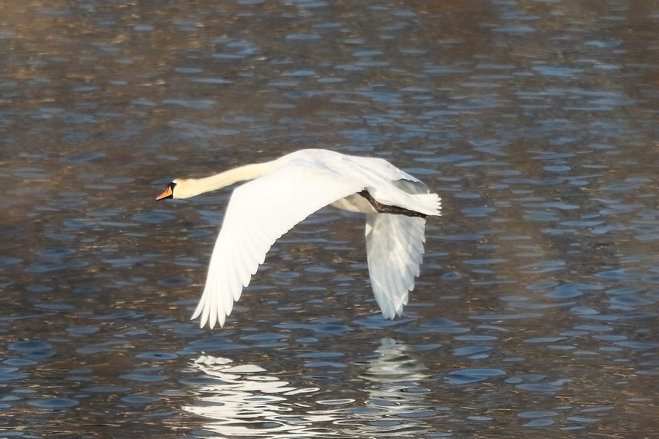 Cigno R 19 febbraio 2023