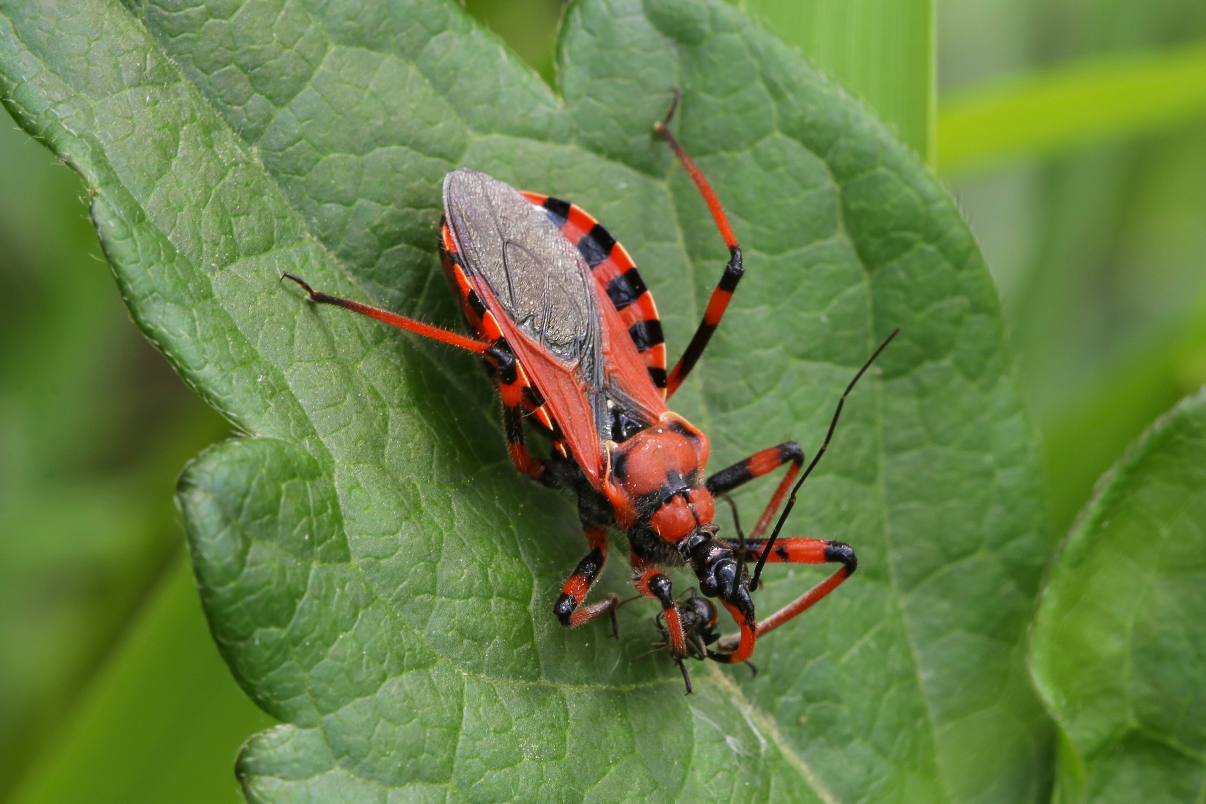 Rhynocoris sp.