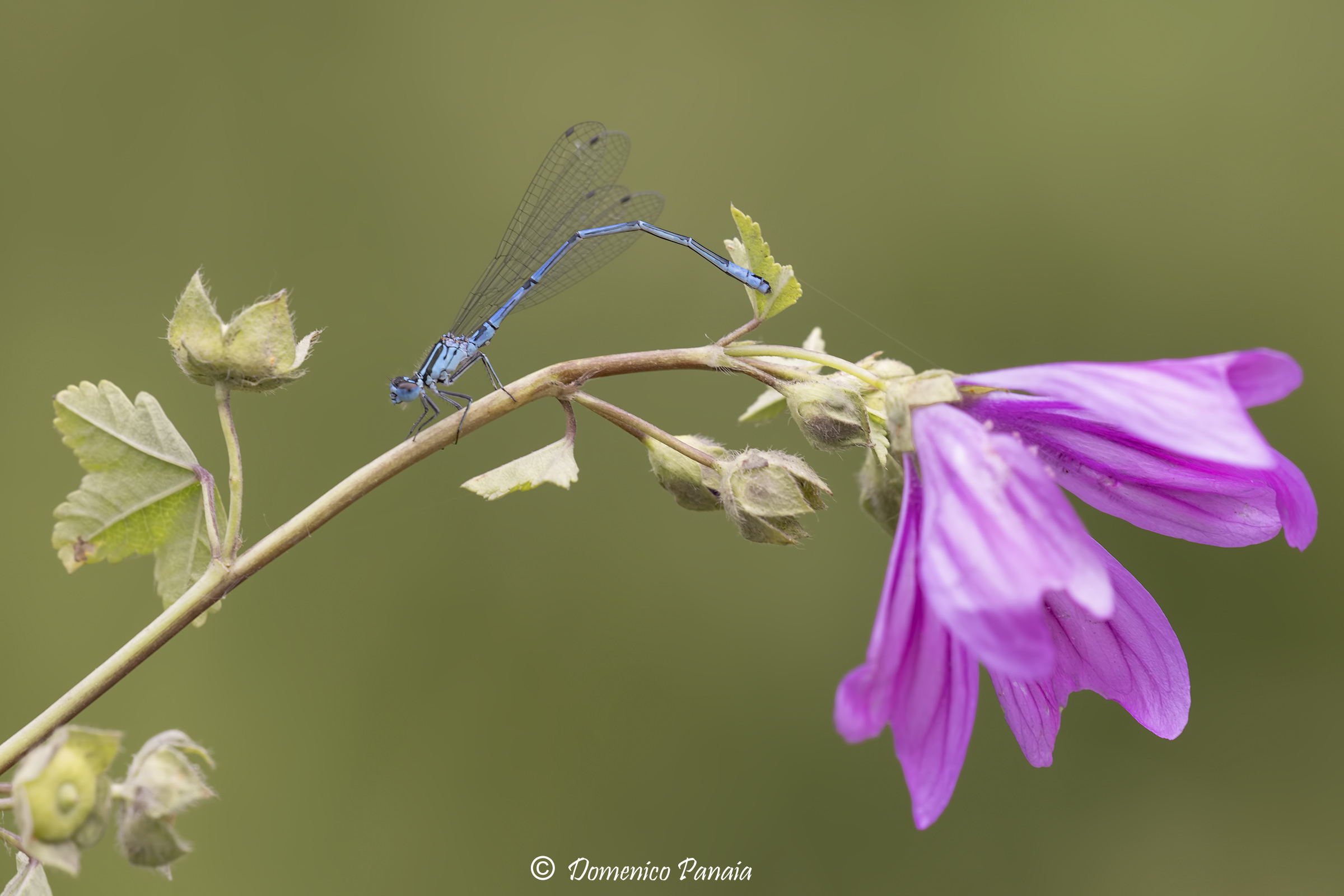 Coenagrion Puella