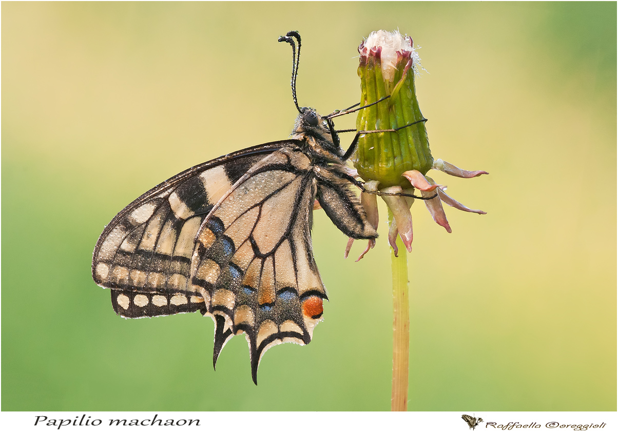 Papilio machaon