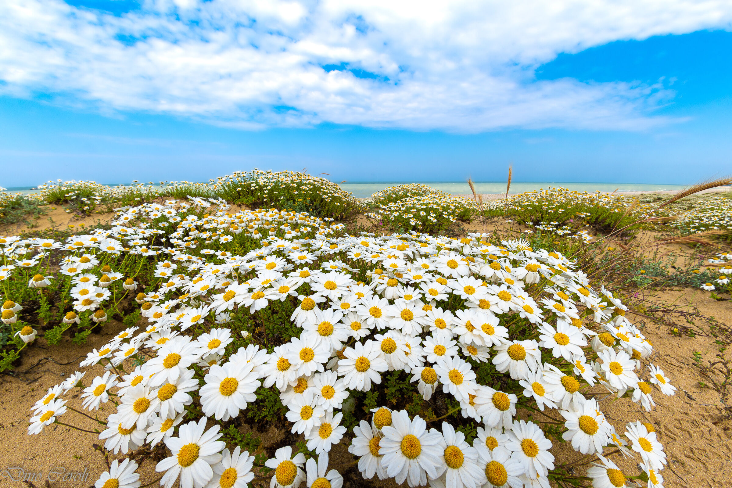 Flower Dunes