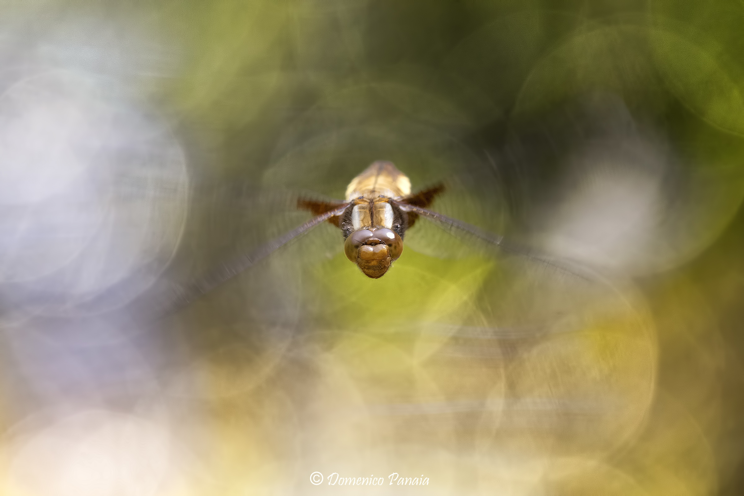 libellula depressa femmina