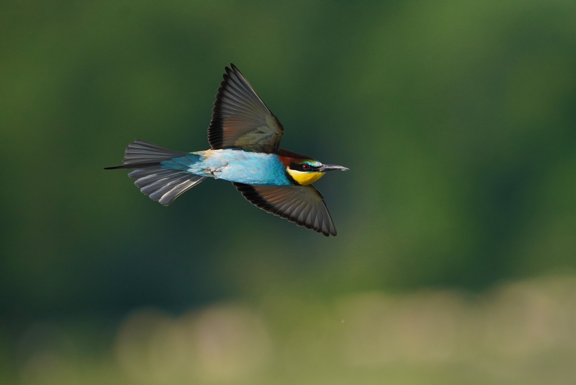 flight
