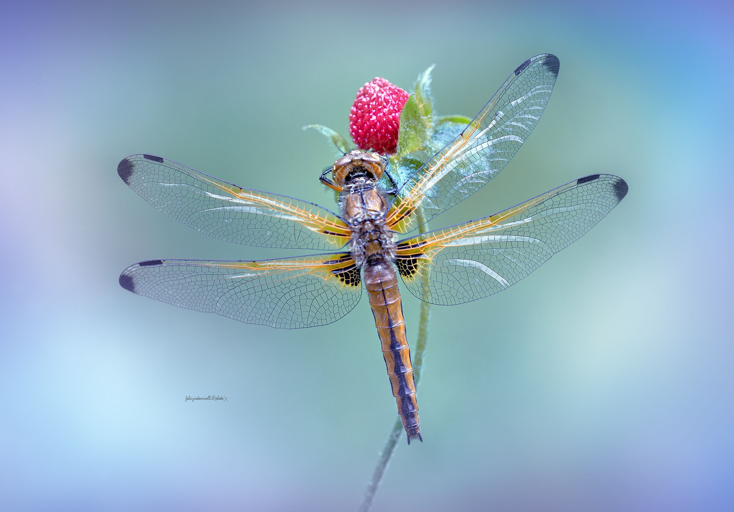 Fawny dragonfly