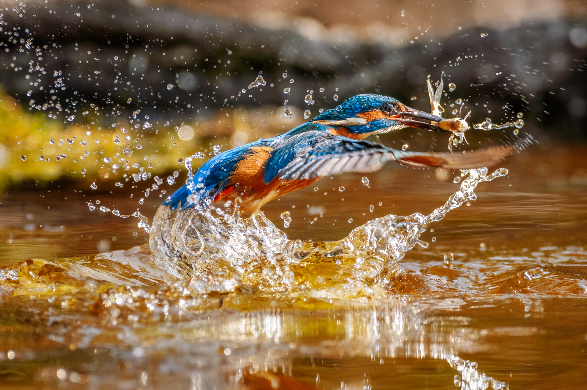 Kingfisher