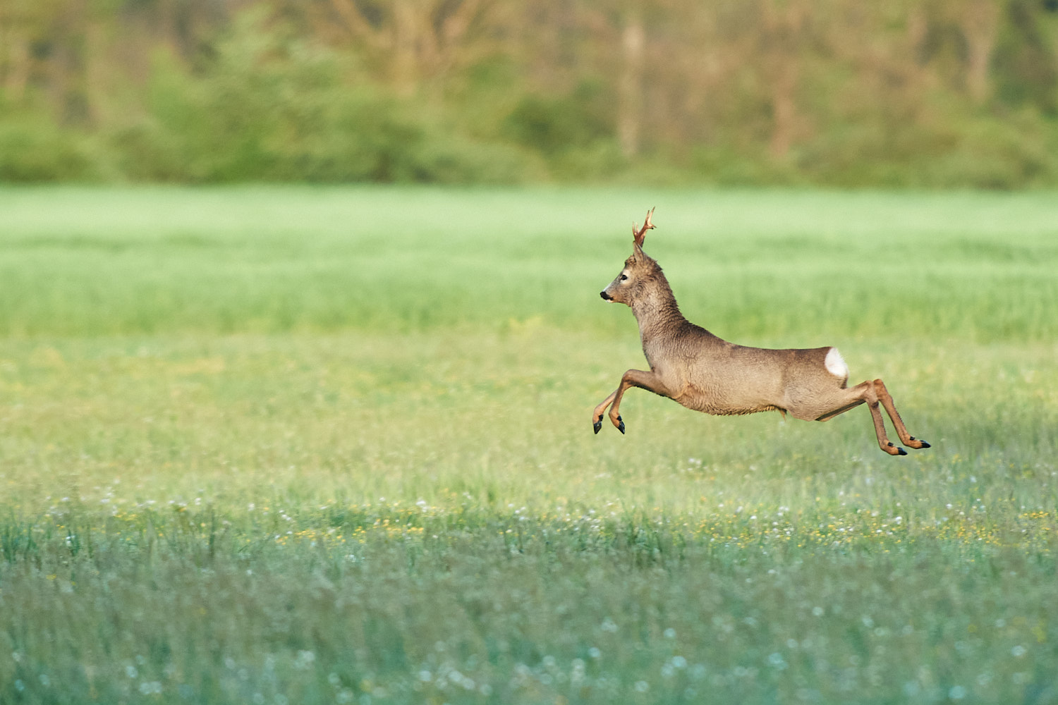Roe deer
