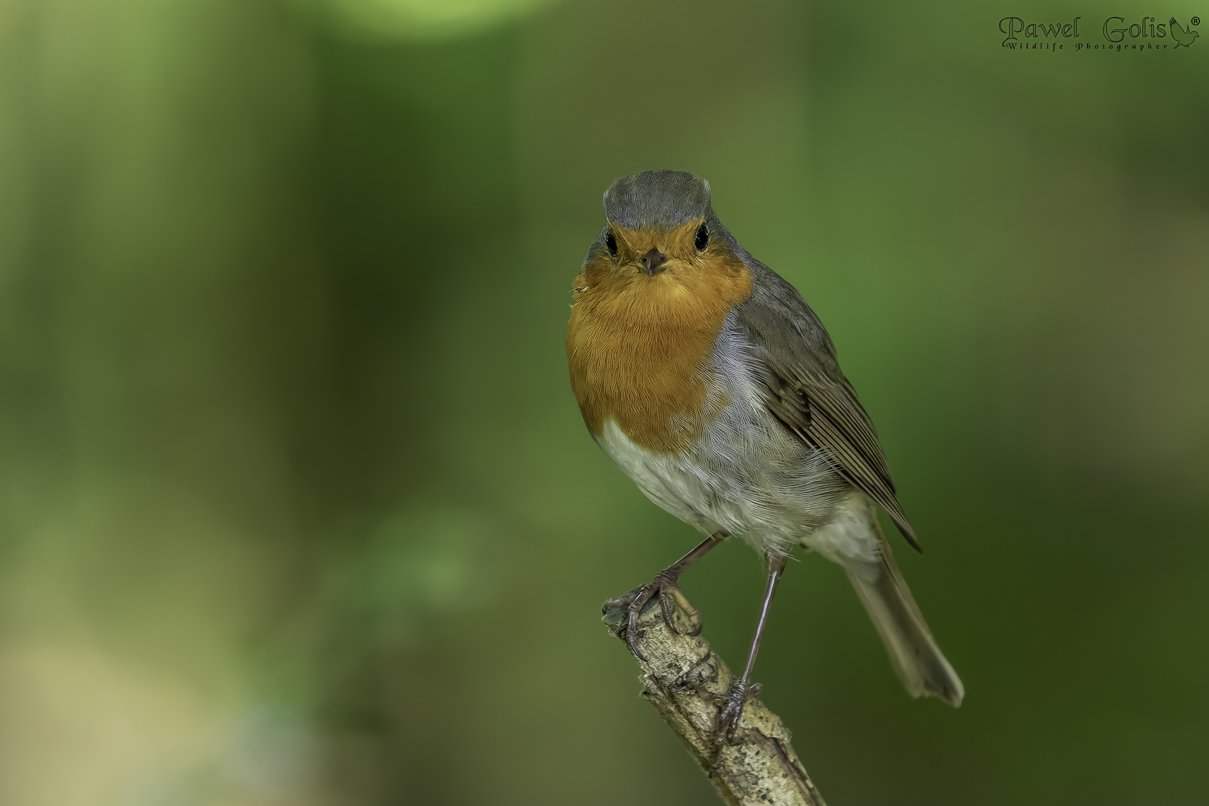 Pettirosso europeo (Erithacus rubecula)