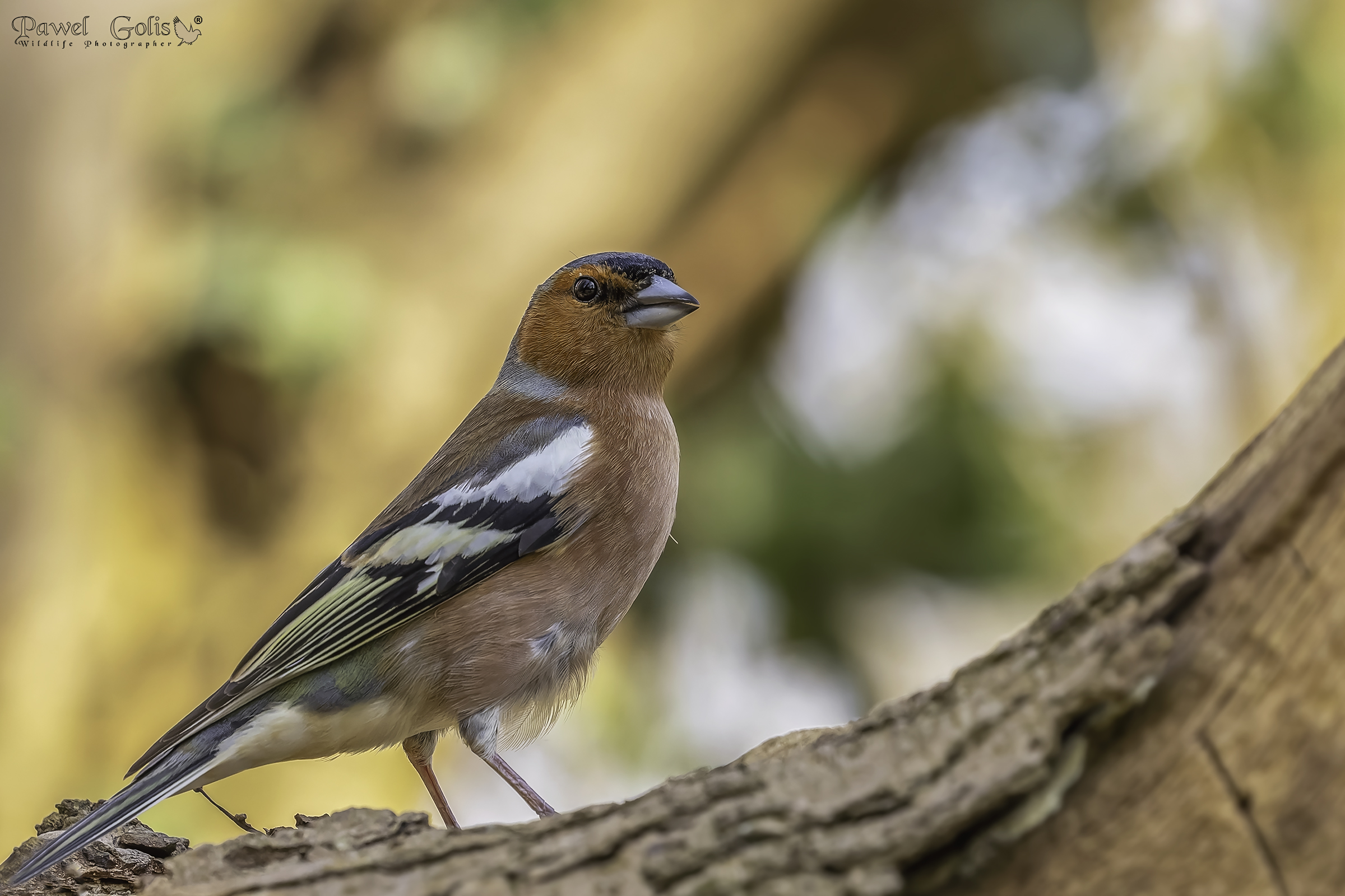 Fringuello comune (Fringilla coelebs)