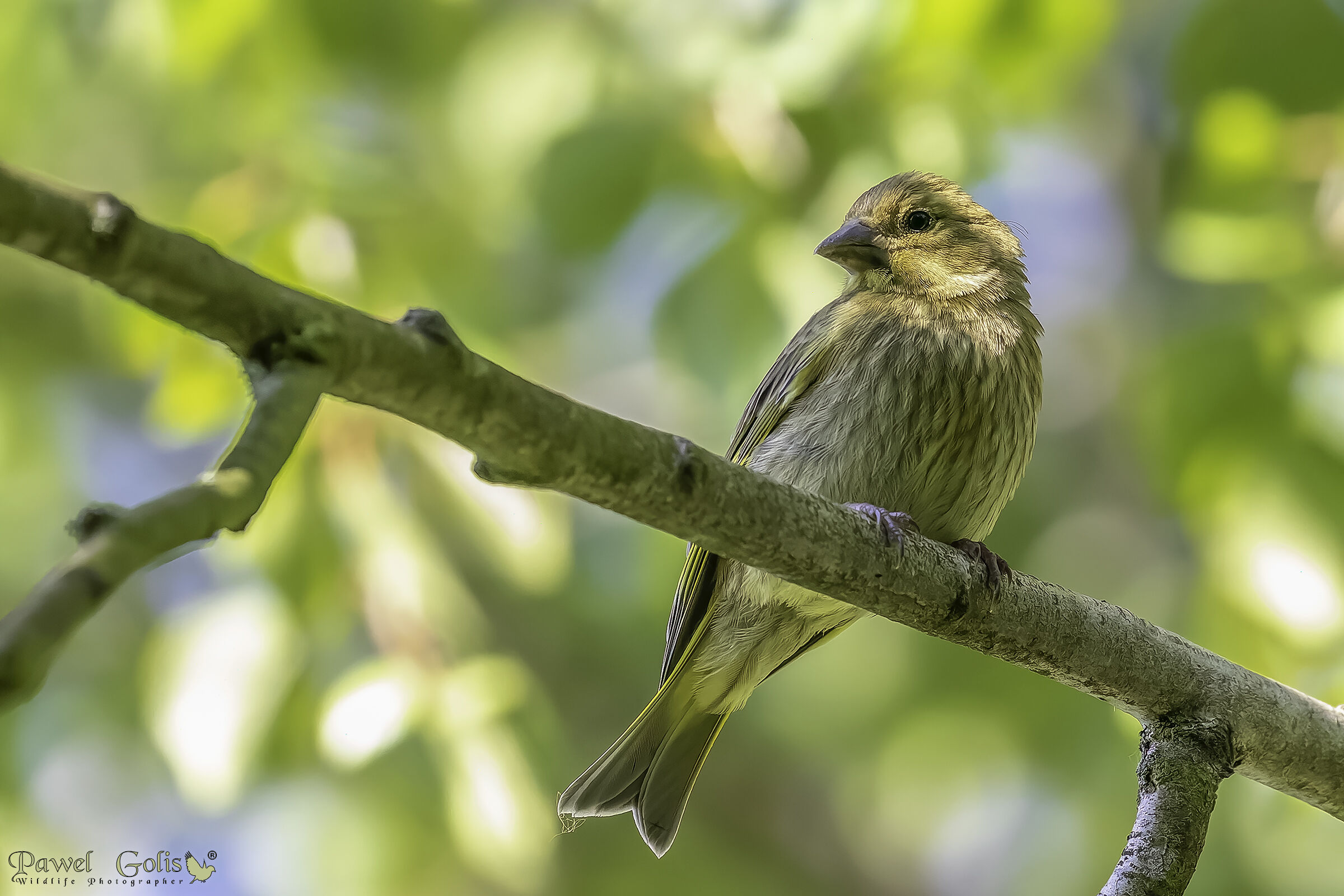 Verdone europeo (Carduelis chloris) ?