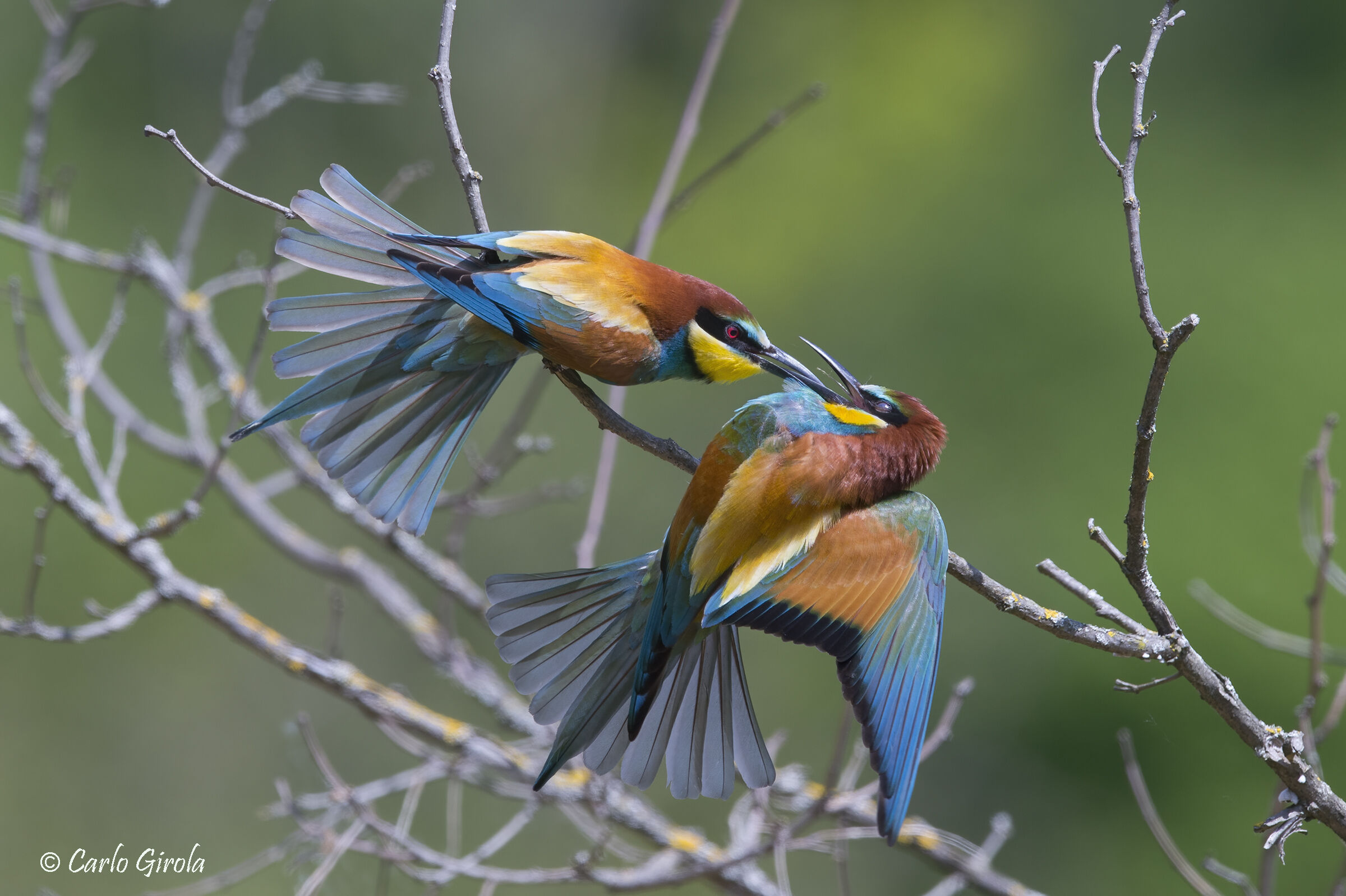 Gruccioni (Merops apiaster)
