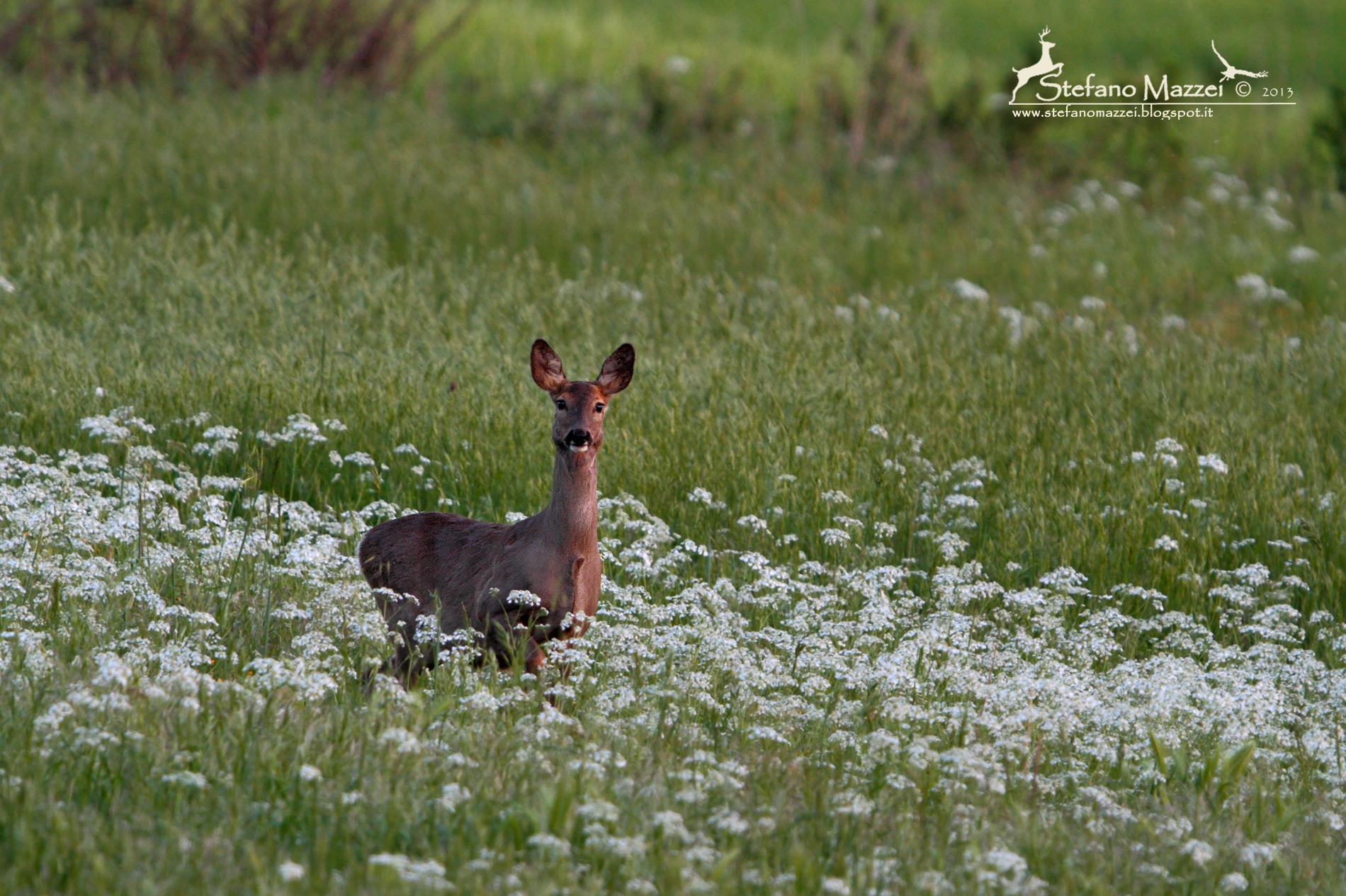 Caprioli fioriti ...