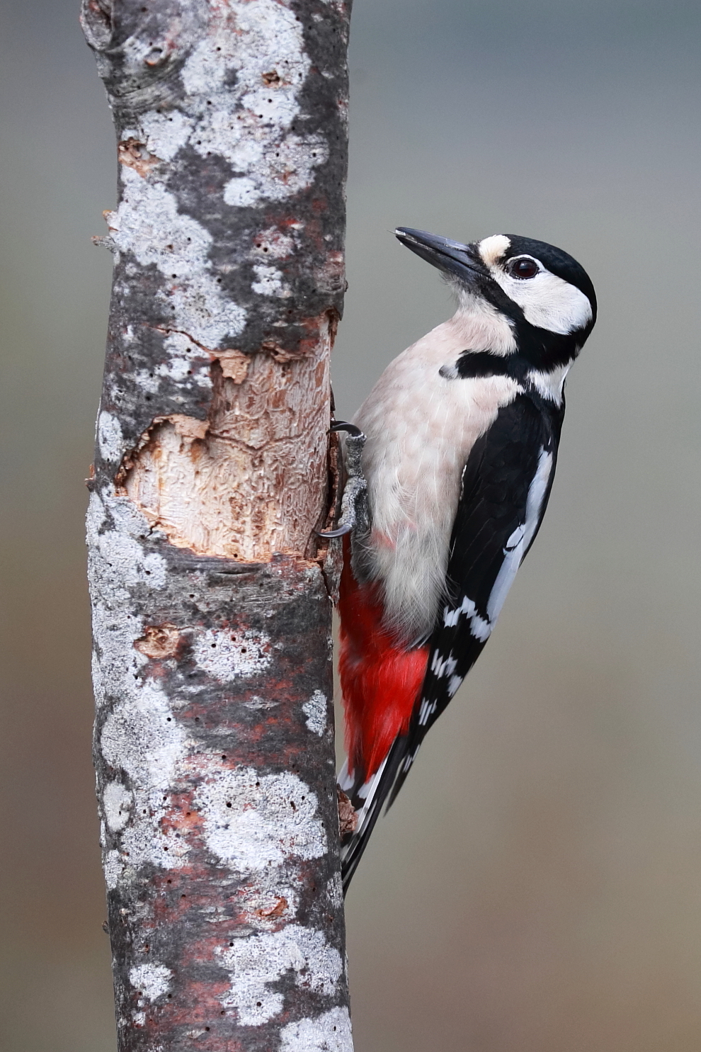 E allora io ti picchio!