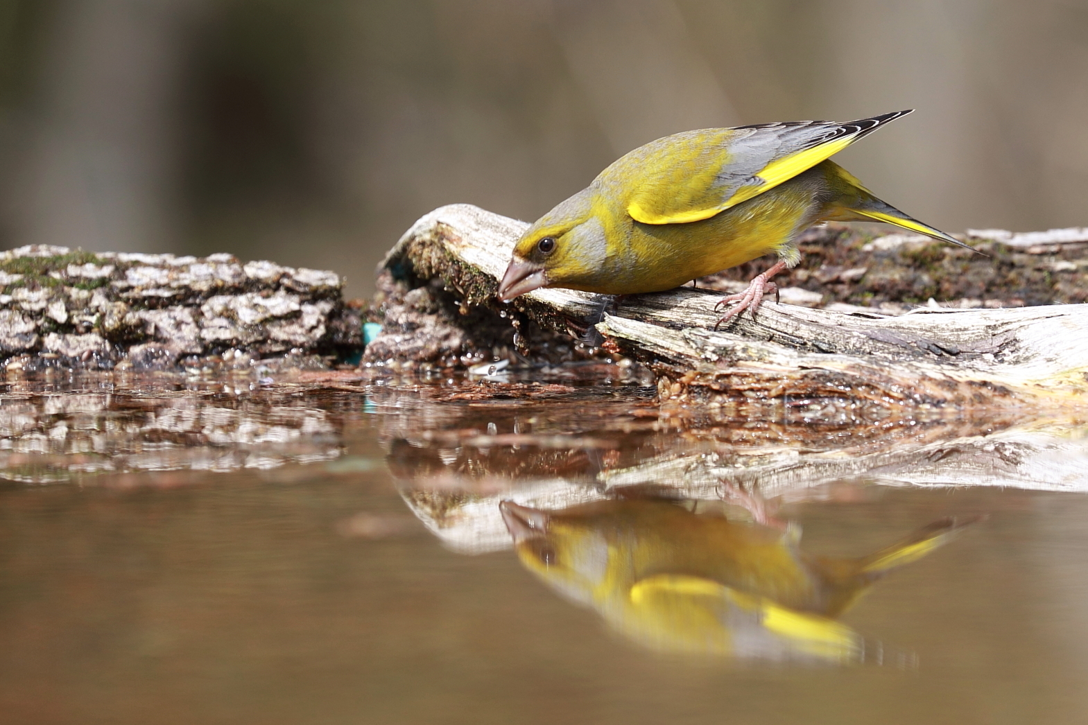 Chi è il piu bello del reame?