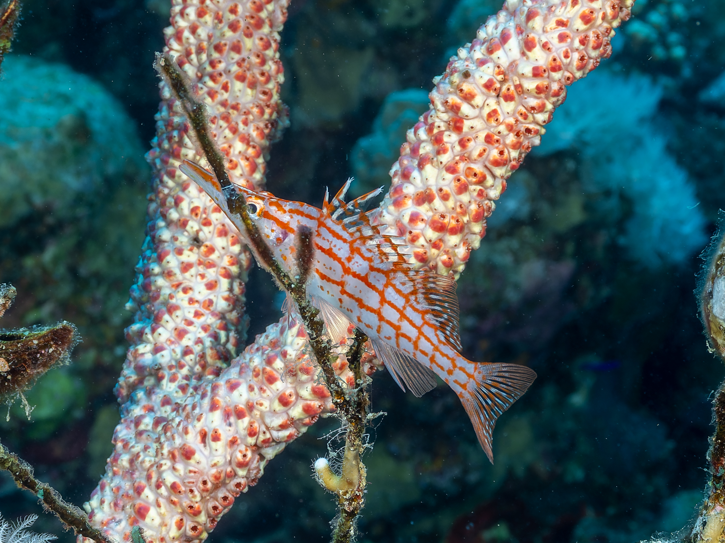 Pesce falco trticolato