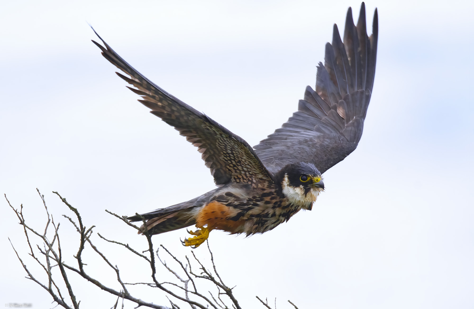 Lodolaio (Falco Subbuteo) in the rain