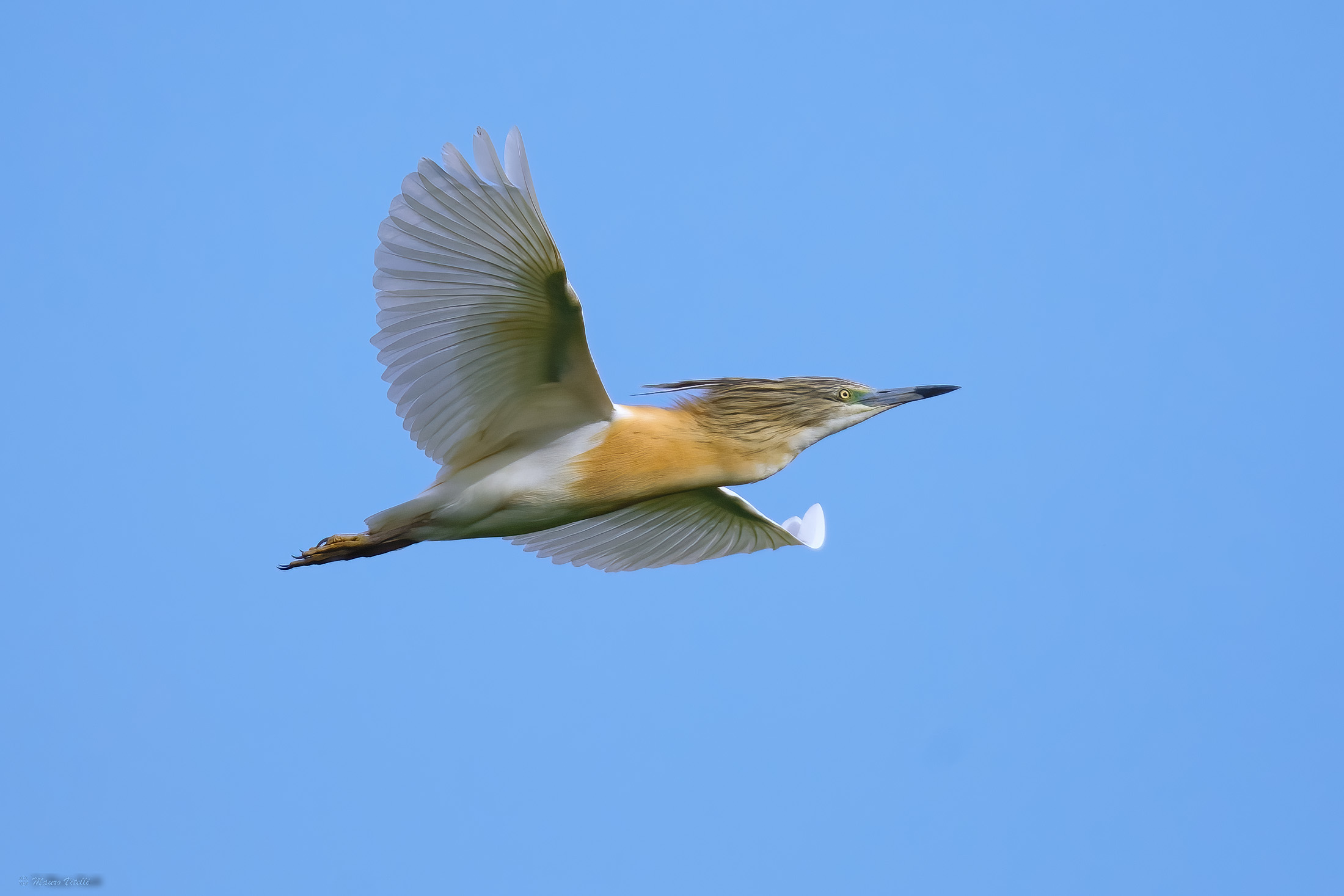 Squacco Gauze (Ardeola ralloides)