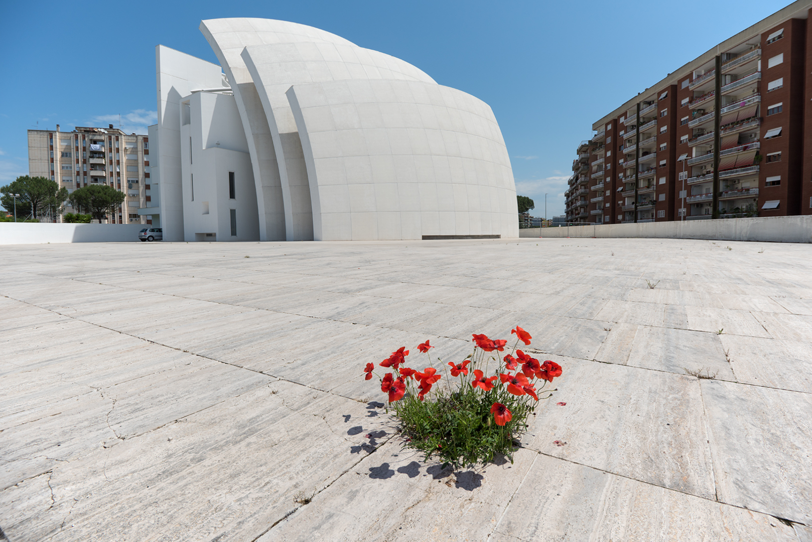 Papaveri a tor tre teste