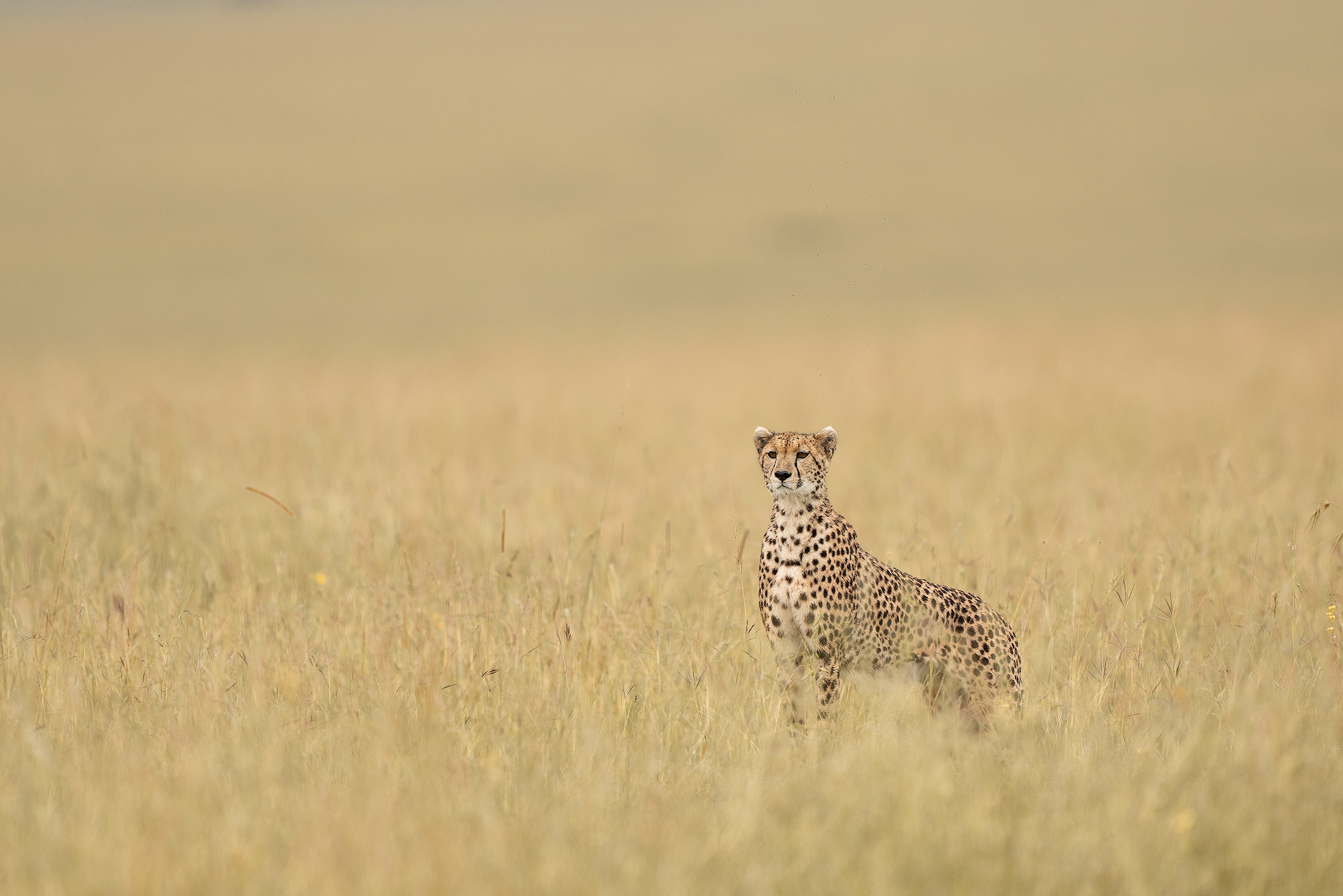 Cheetah