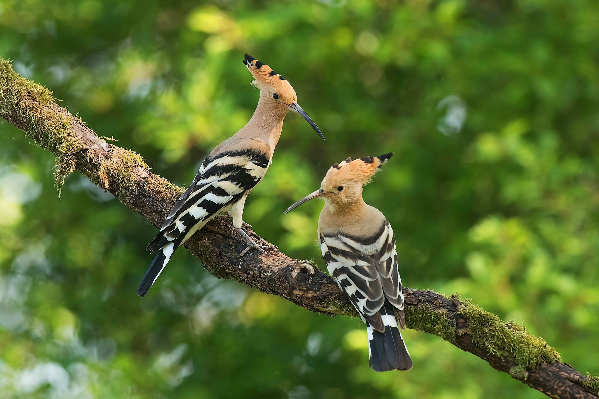 Hoopoe.... couple April 2023 "Parmense"