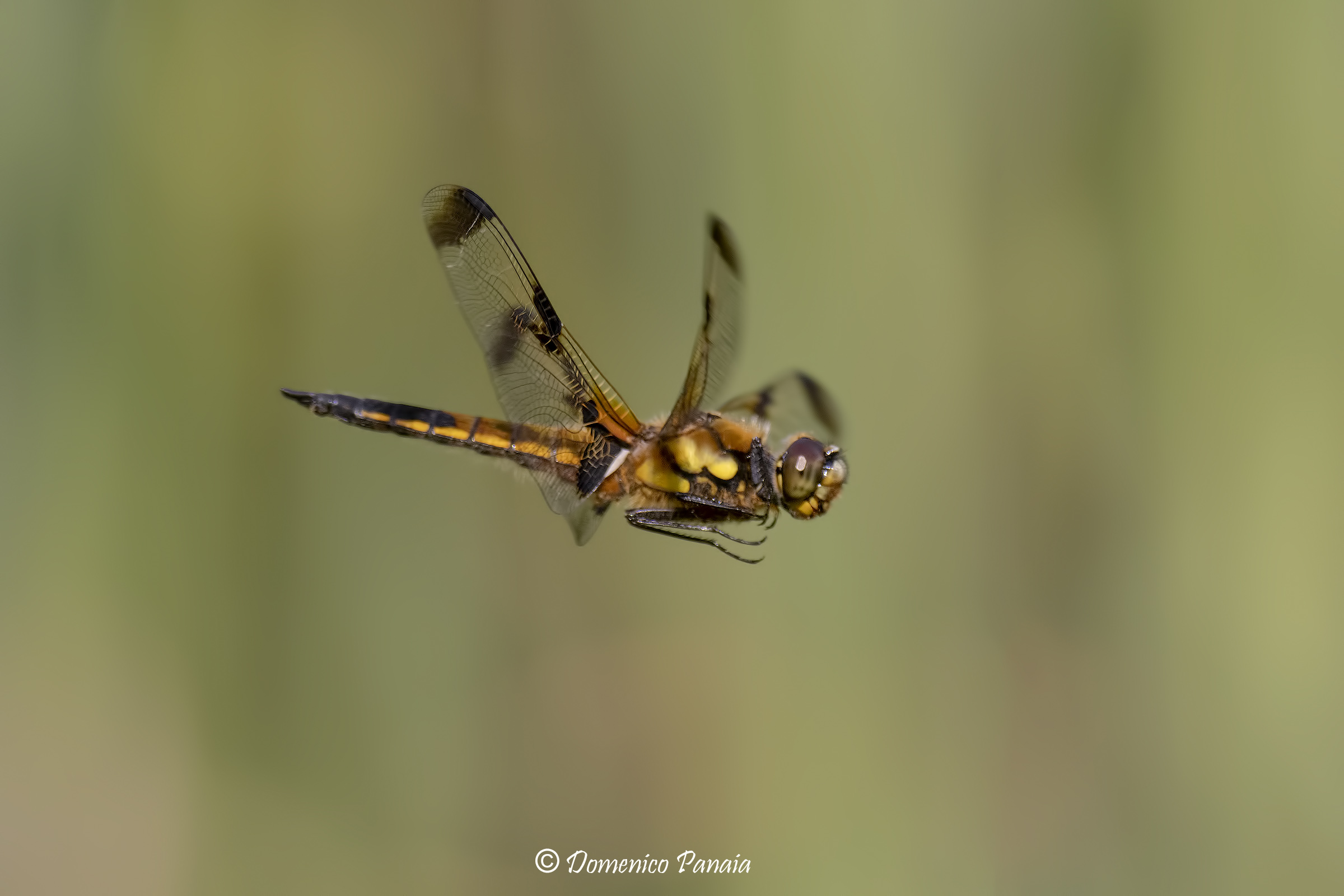libellula quadrimaculata