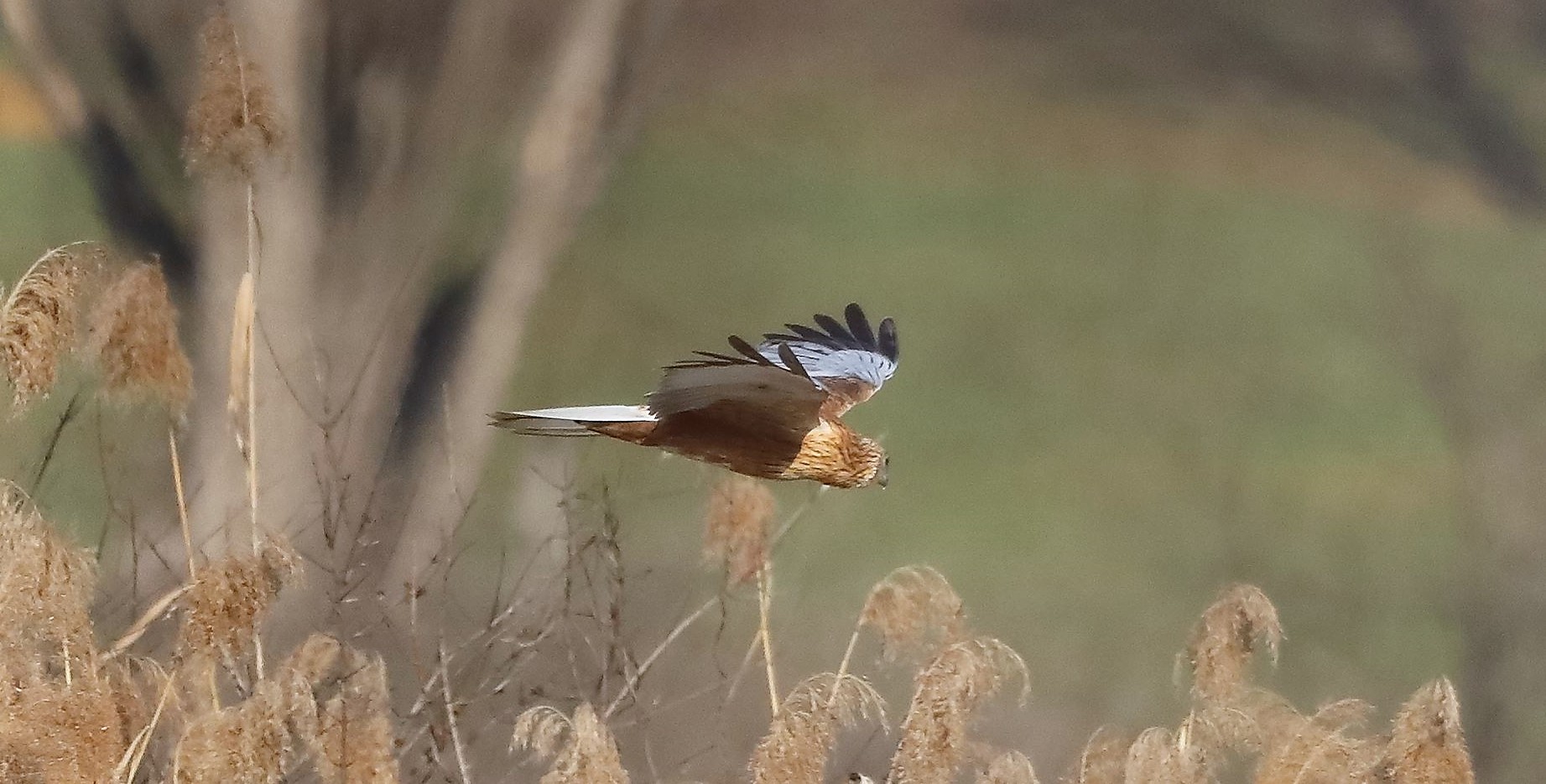 Falco di palude 03-02-2023