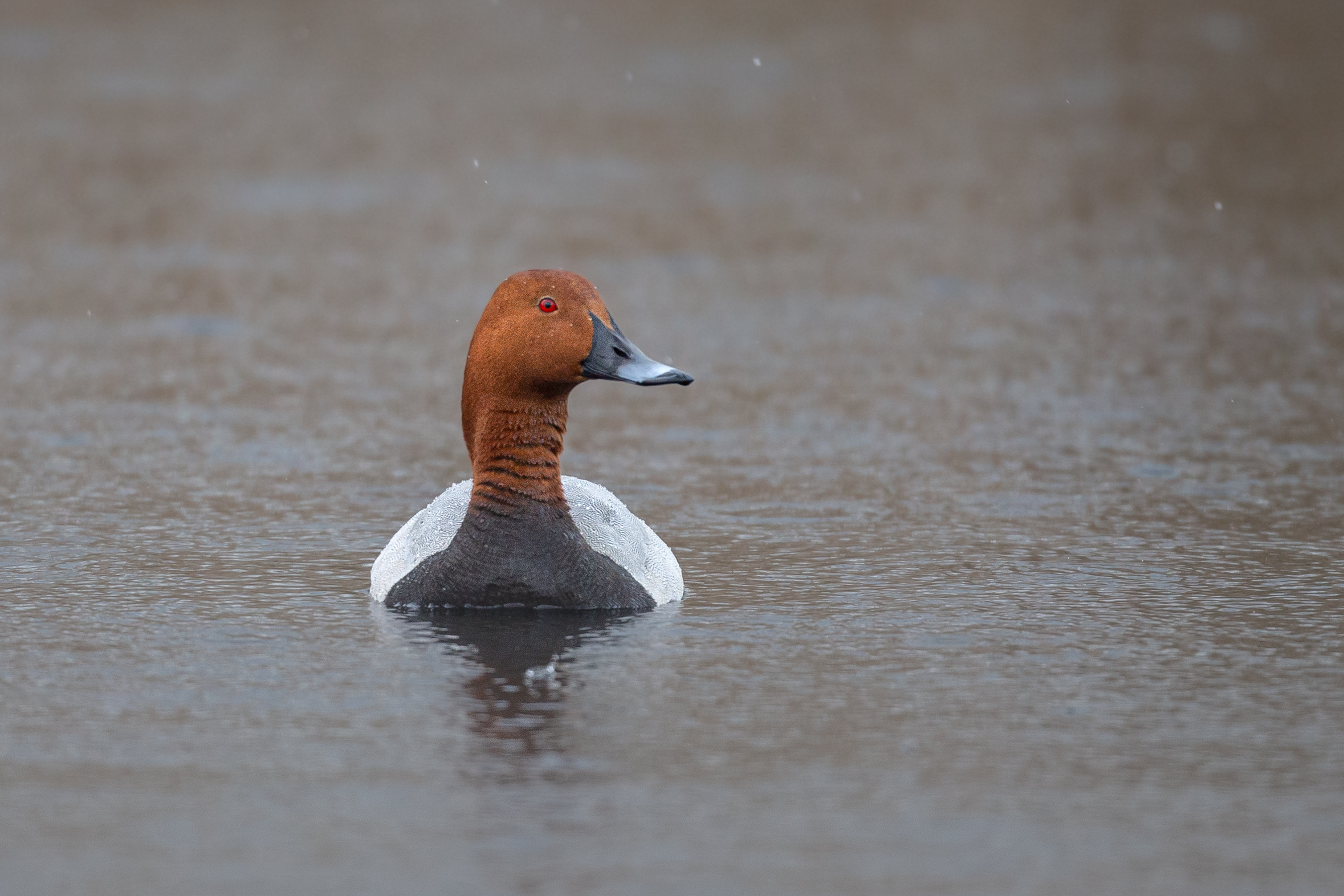 Moriglione sotto la pioggia