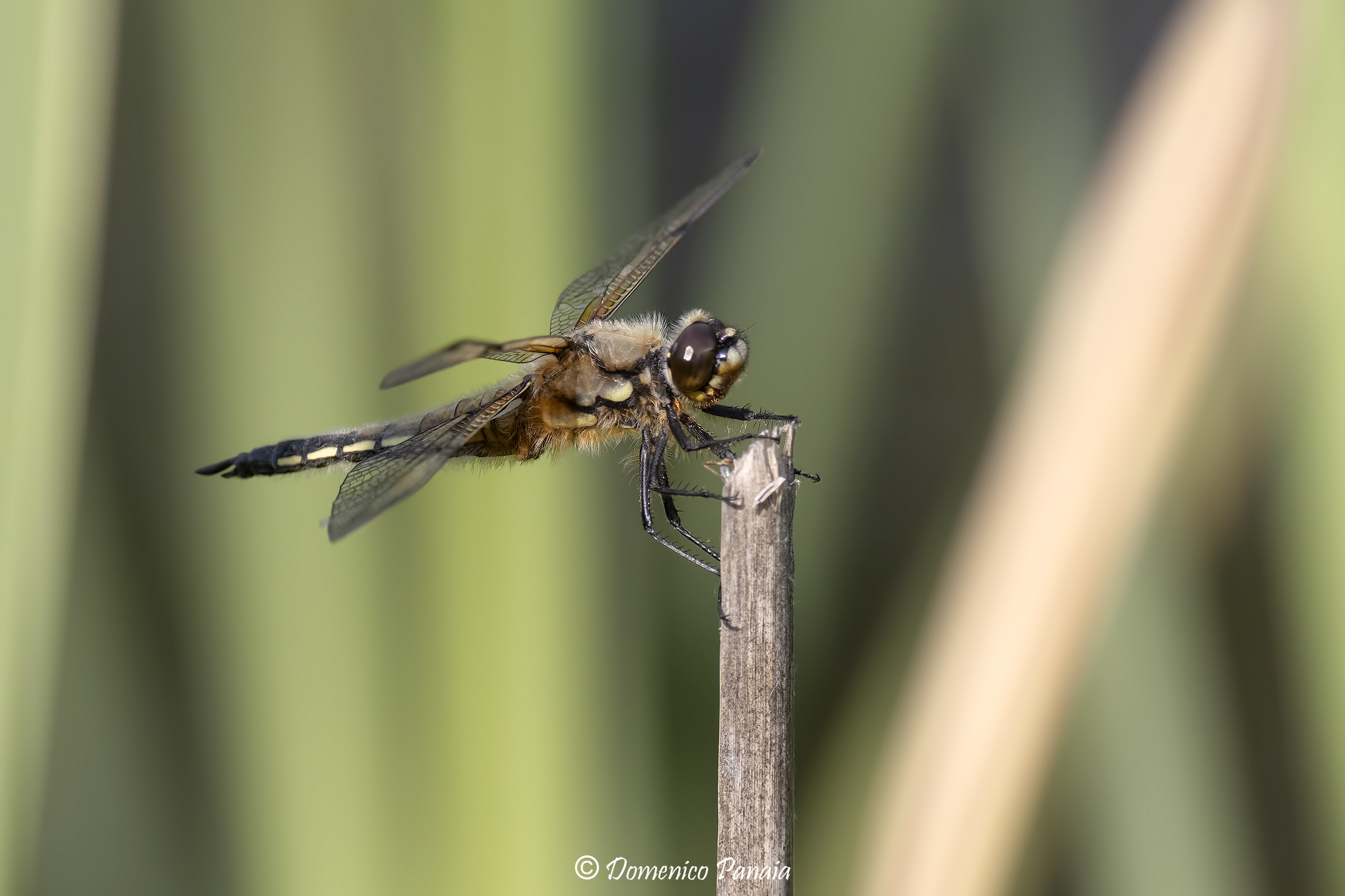 four-spotted dragonfly