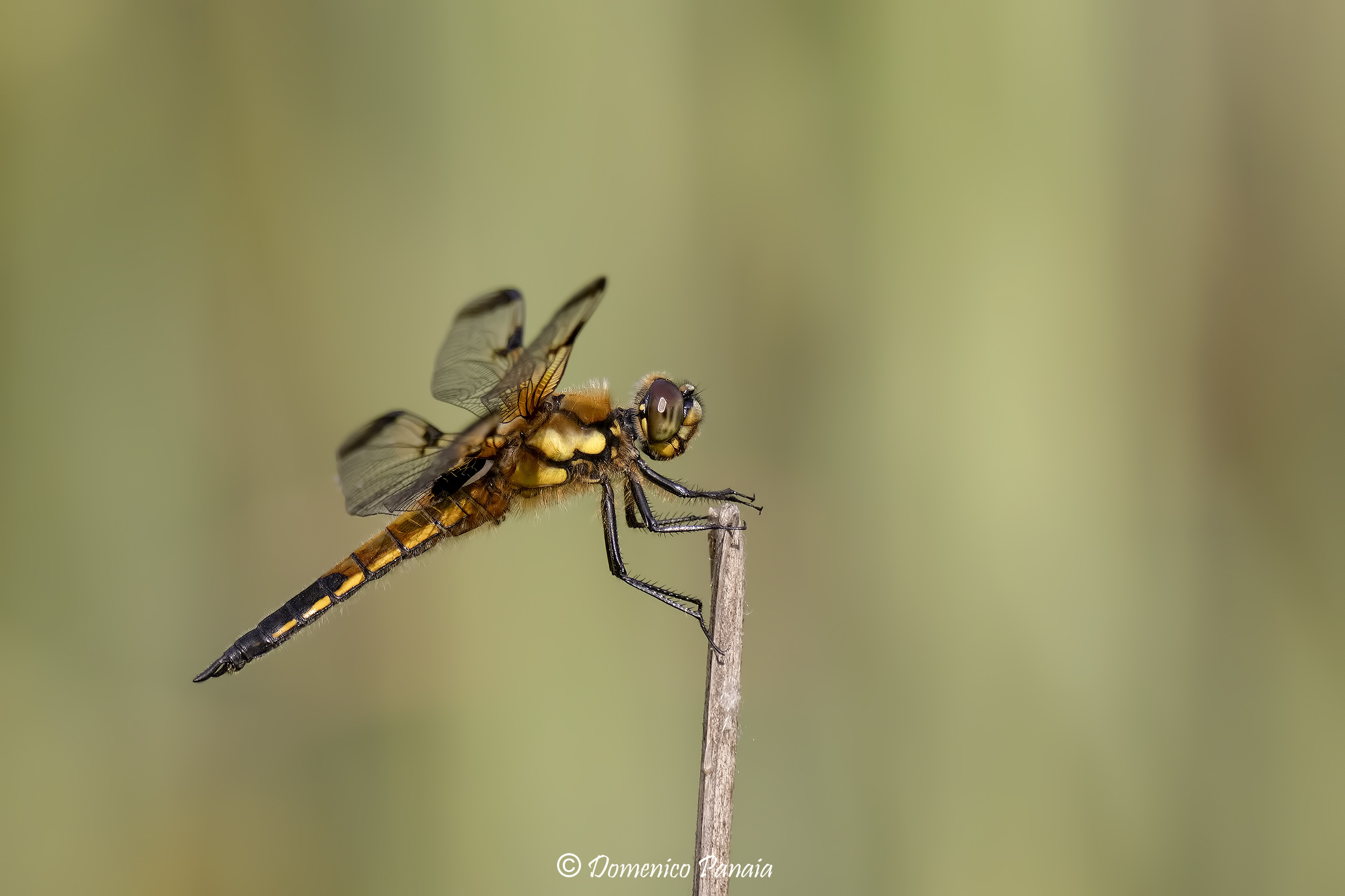 four-spotted dragonfly