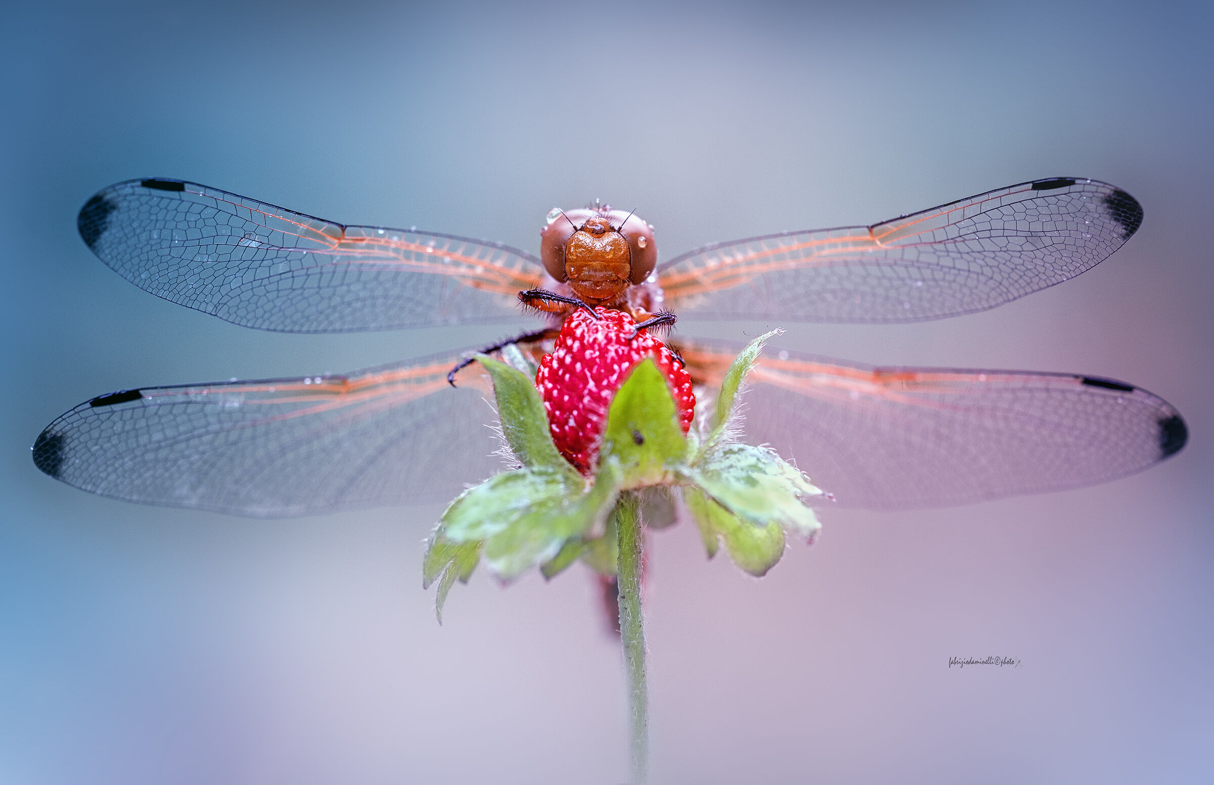 Fawny dragonfly