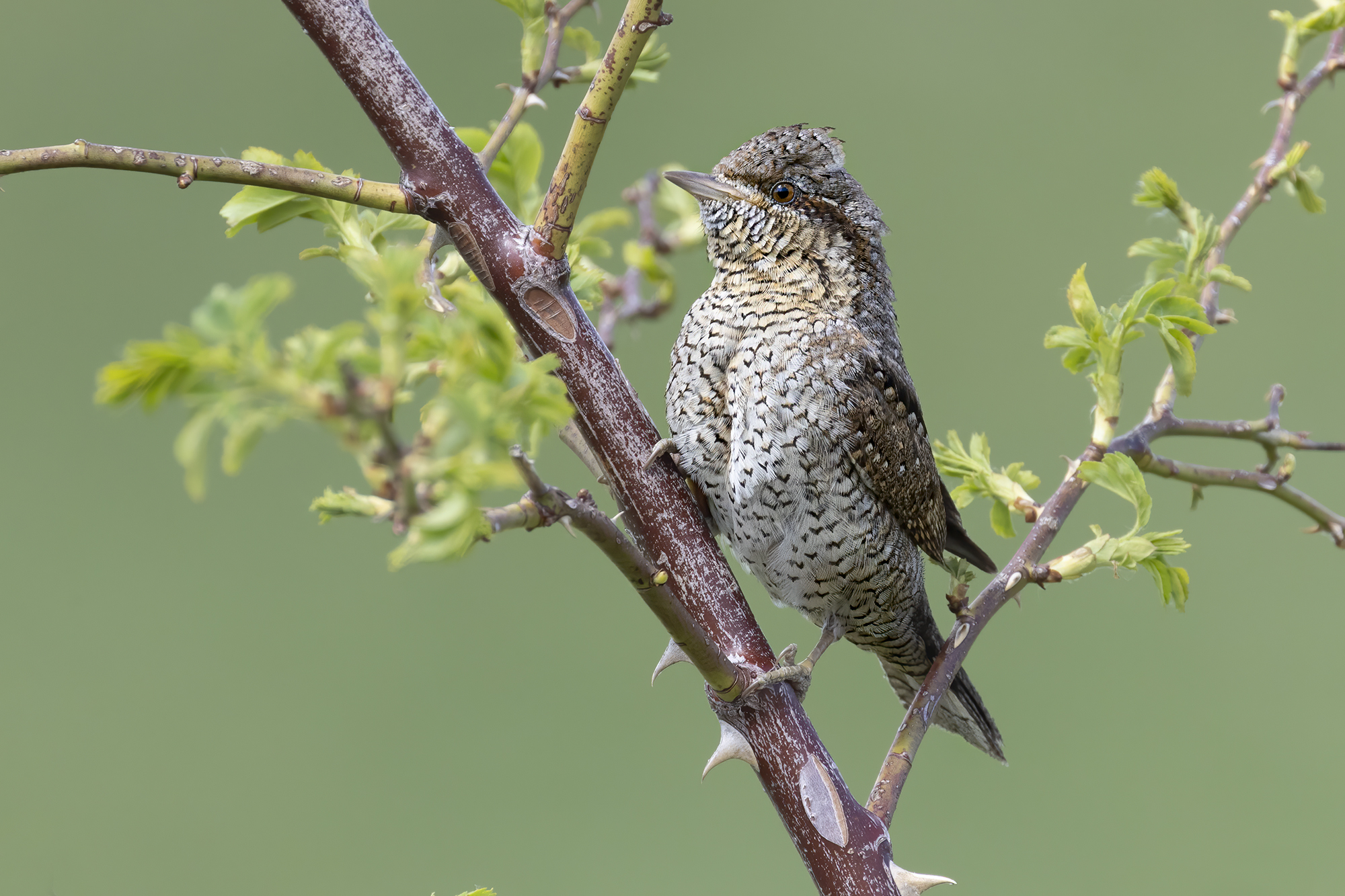 torcicollo su rosa canina
