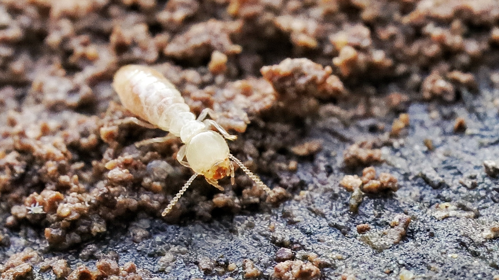 Kalotermes flavicollis