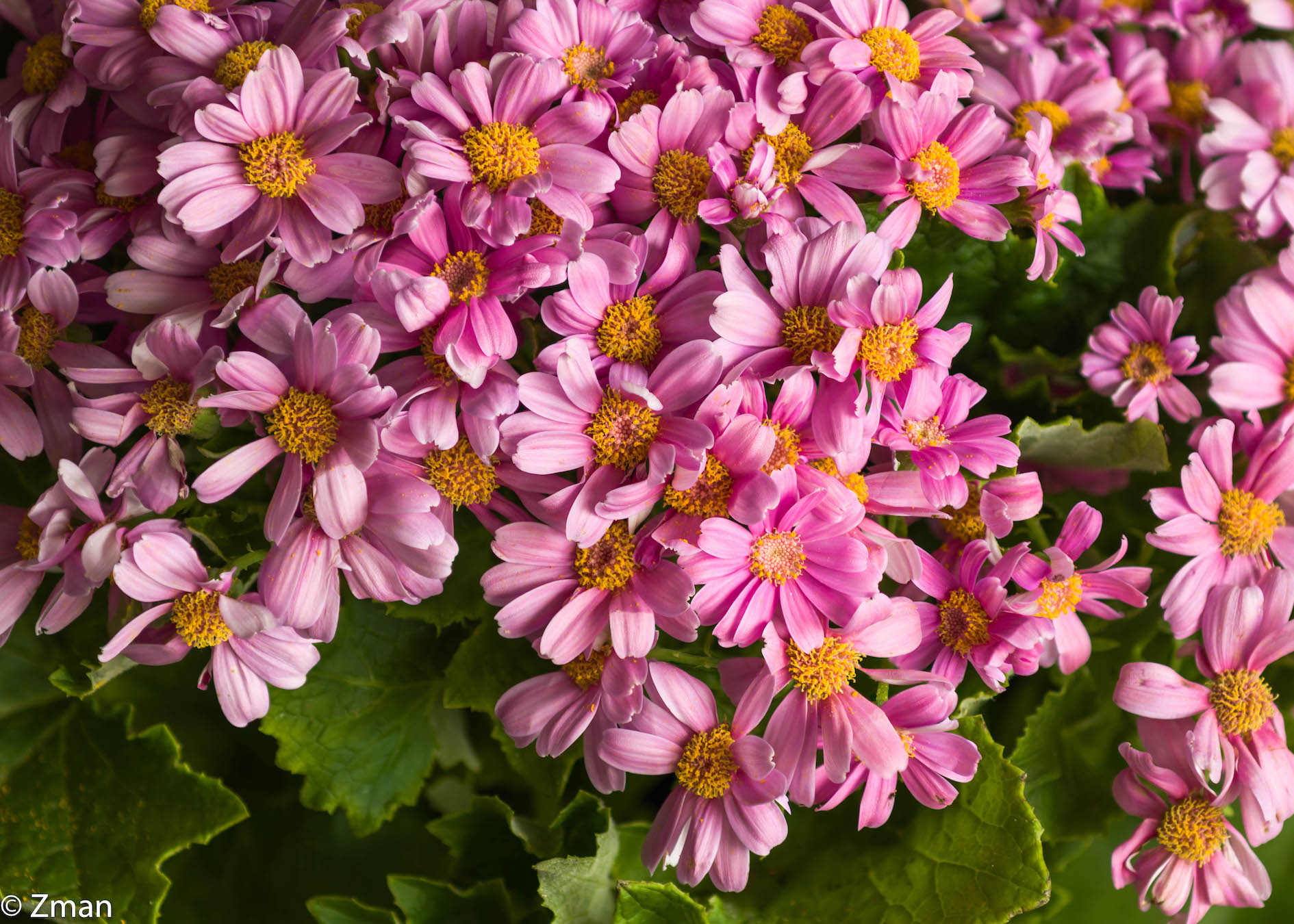 Buona festa della mamma