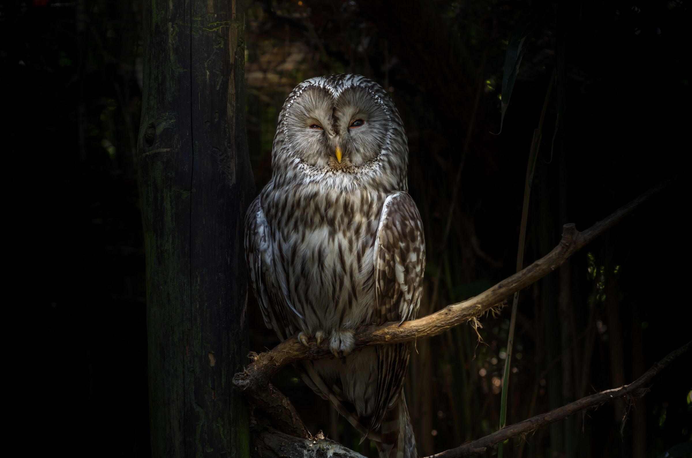 Ural tawny owl