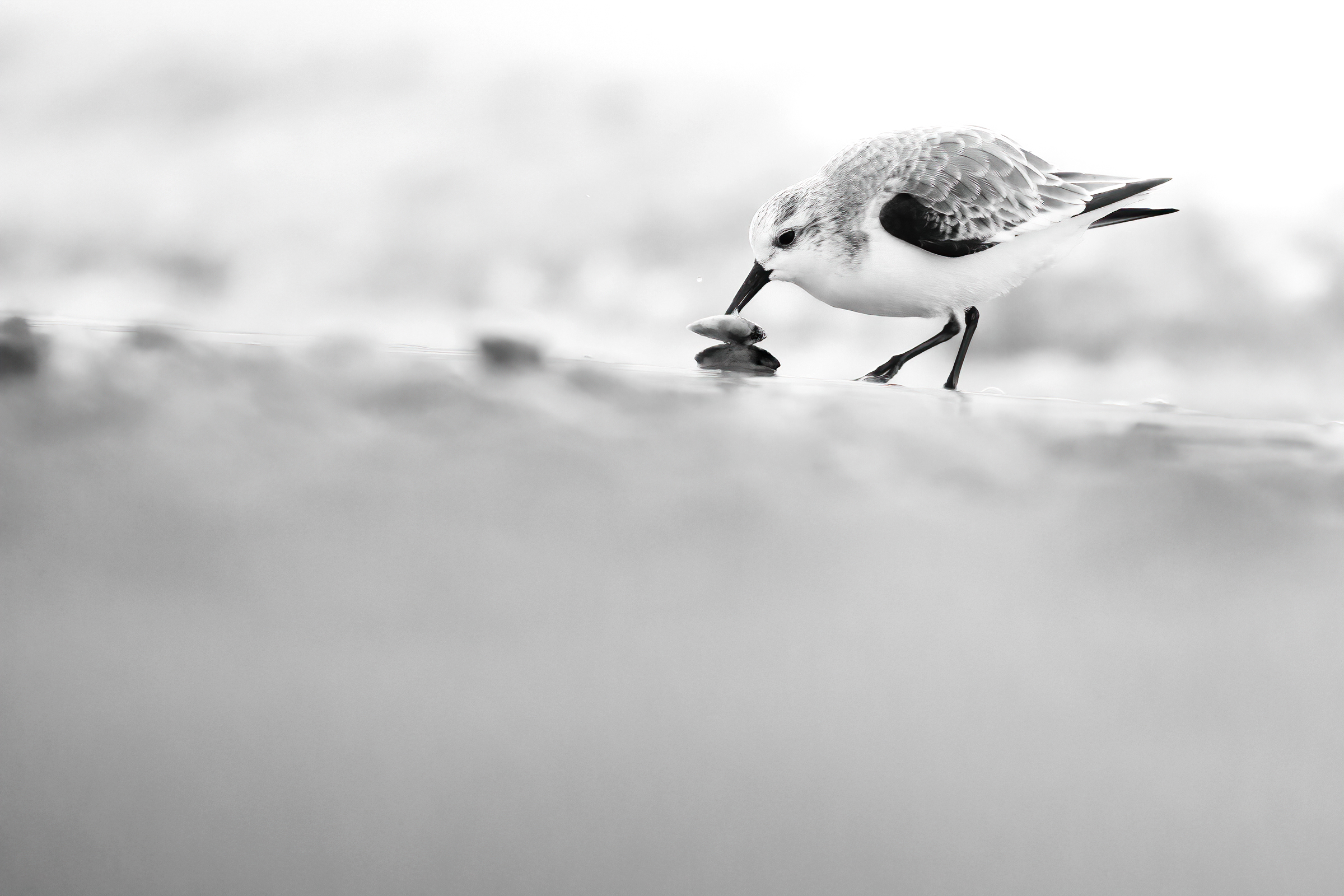 Piovanello tridattilo