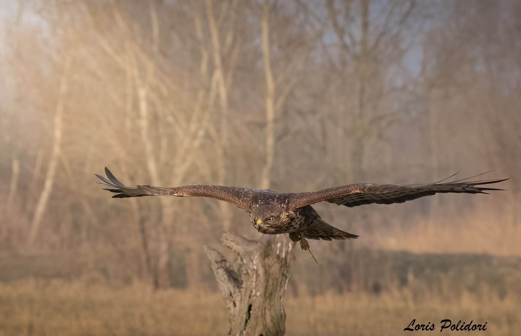 Buzzard in flight