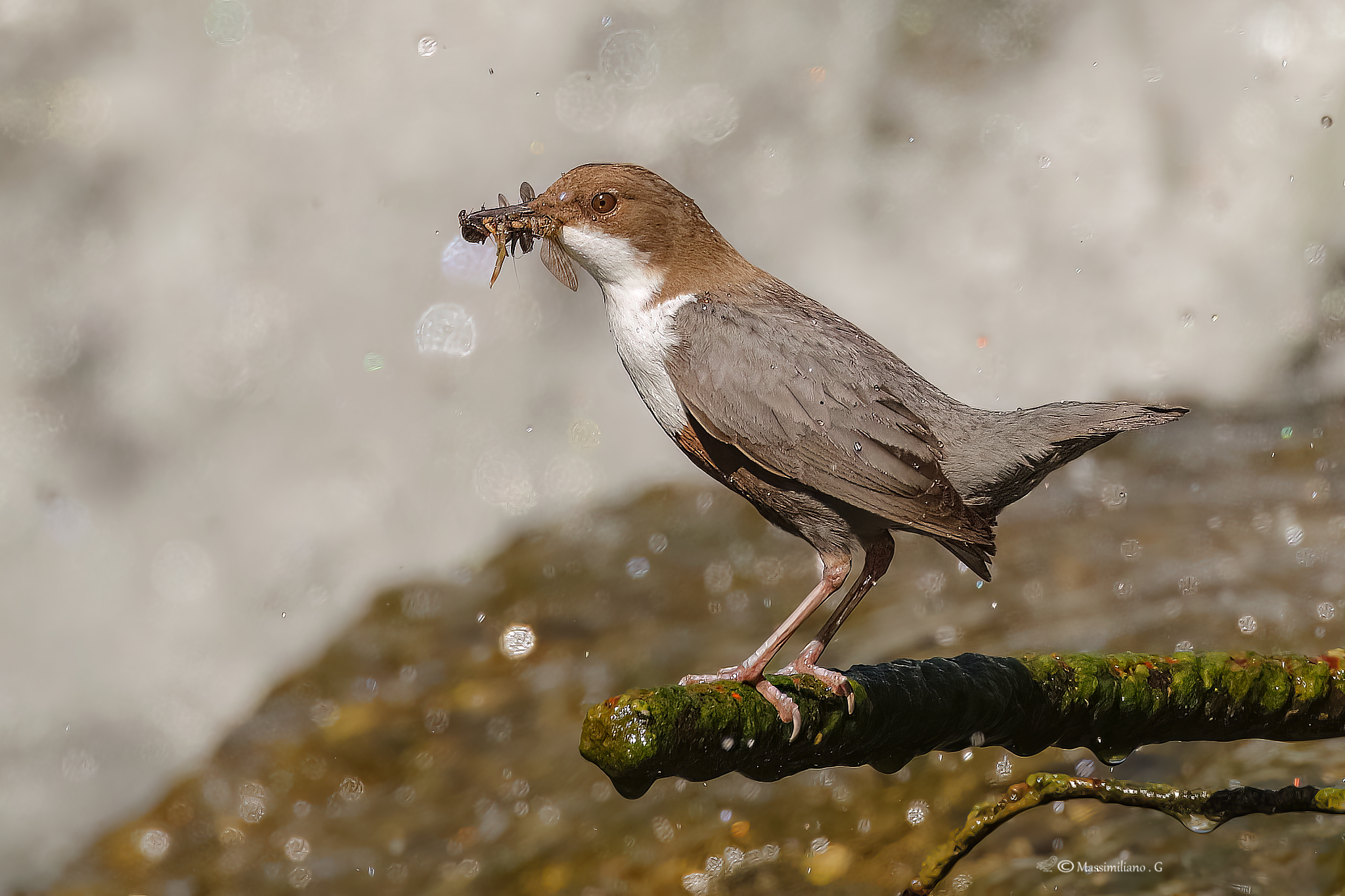 Dipper