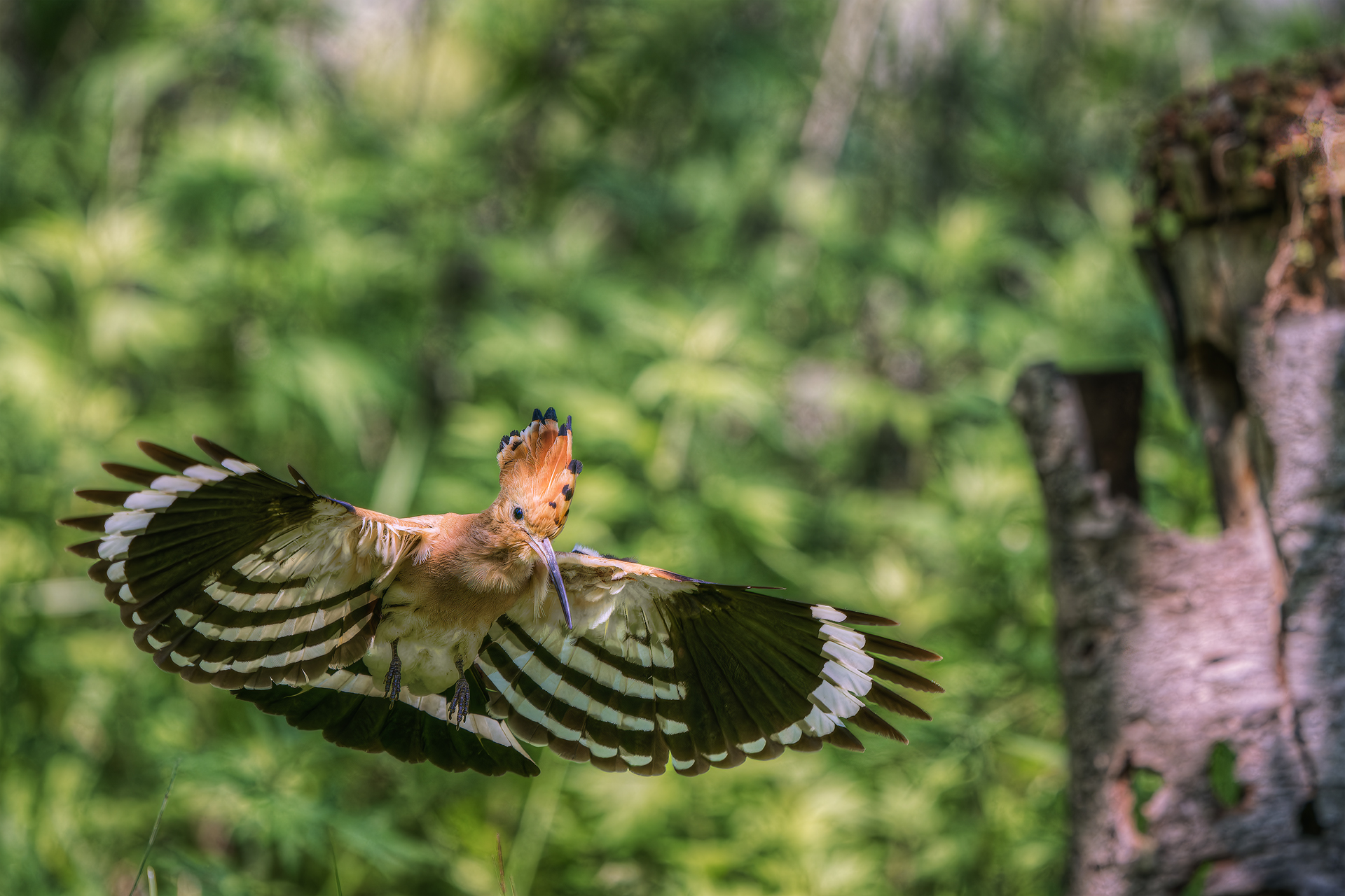 Hoopoe in glide
