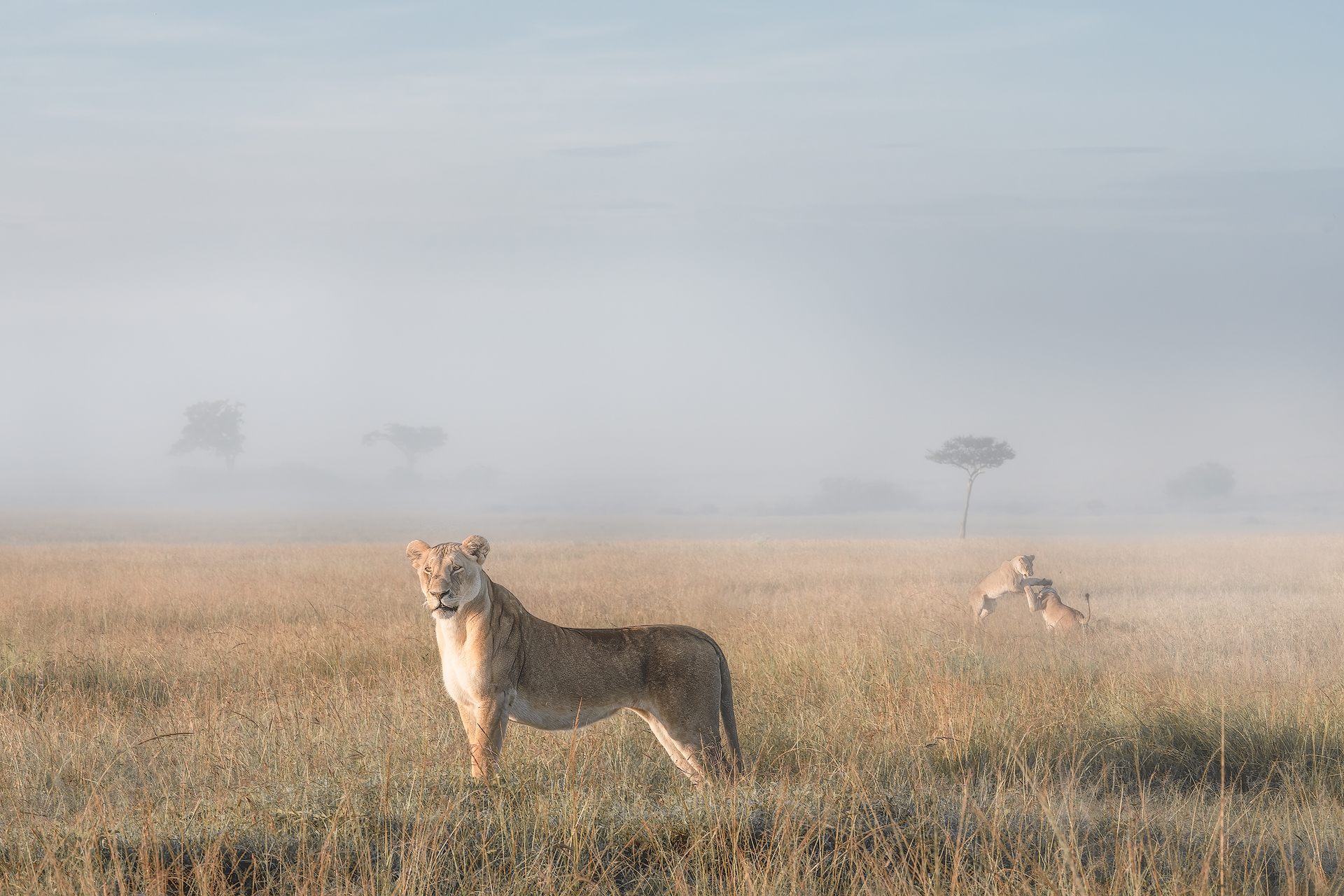 Leonessa nella nebbia