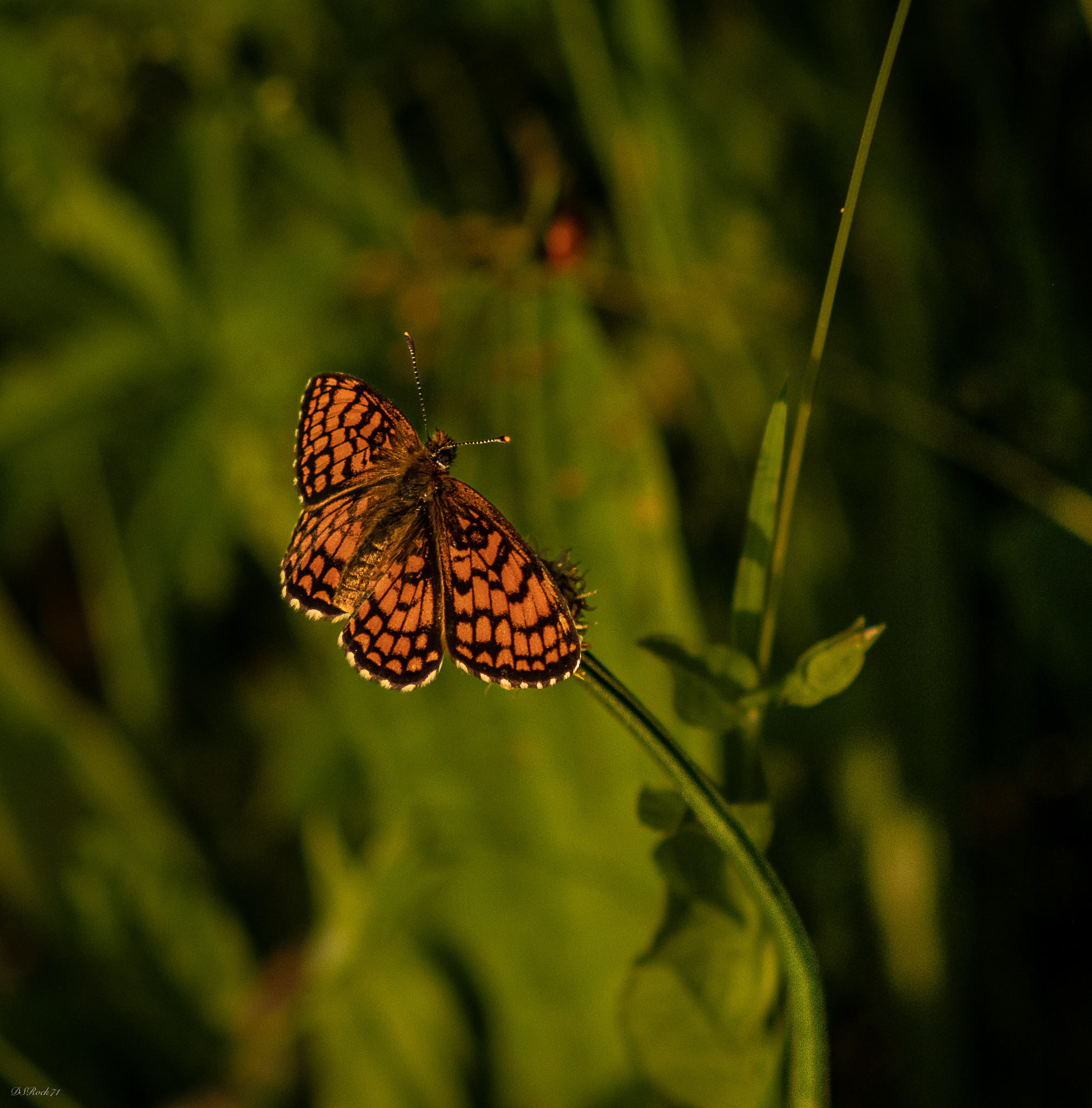 The little butterfly
