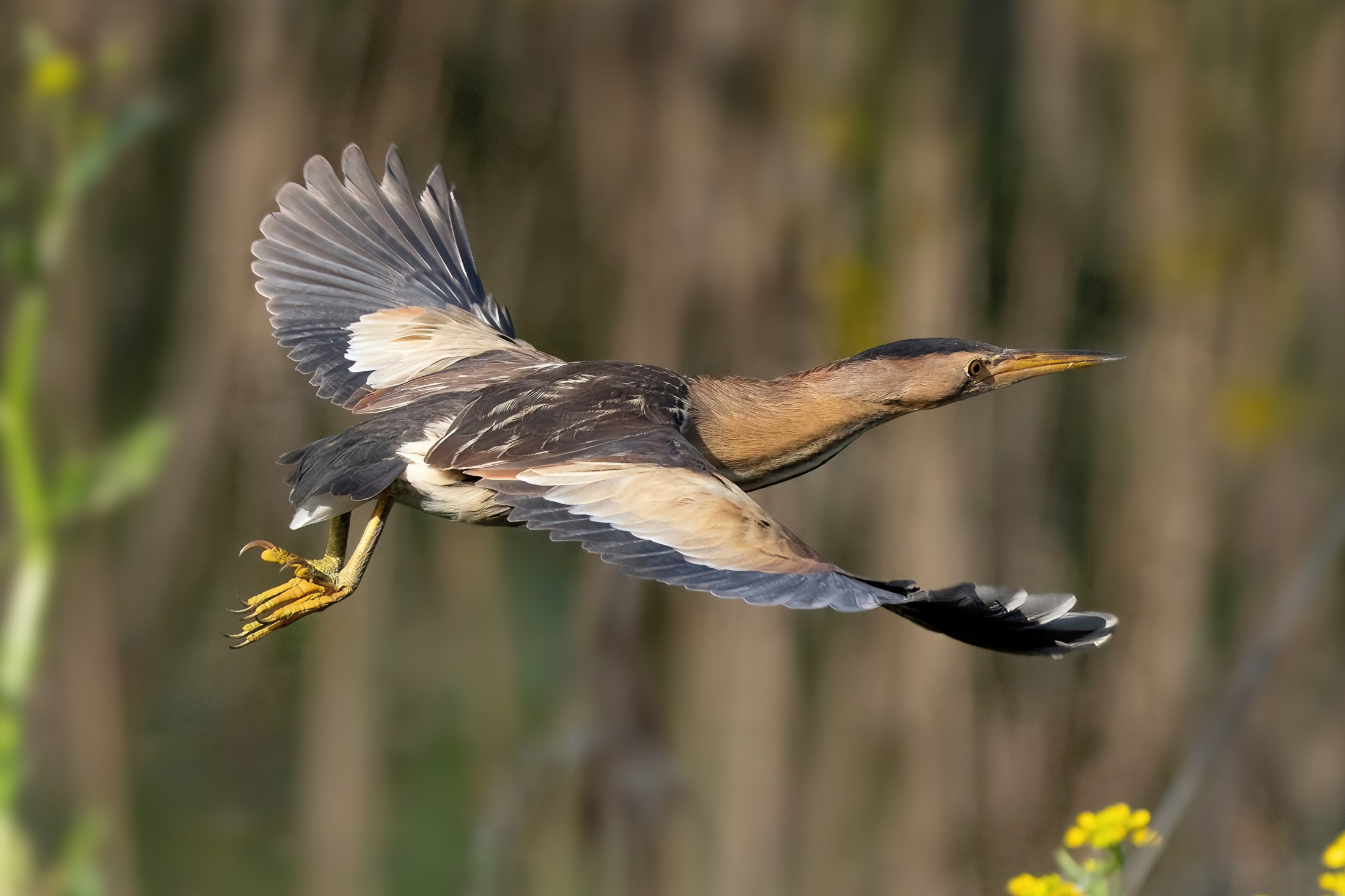 Tarabusino (Ixobrychus minutus)