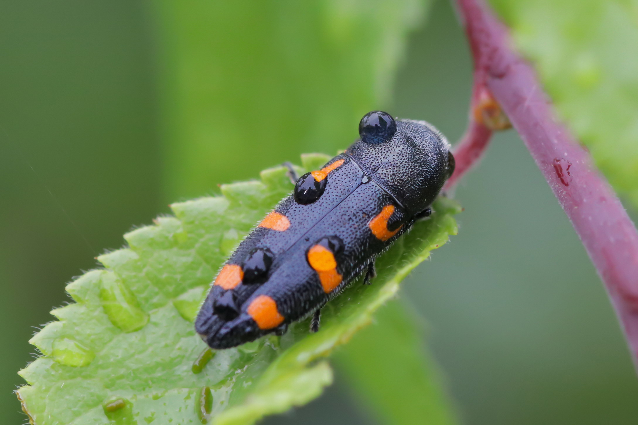 Ptosima undecimmaculata