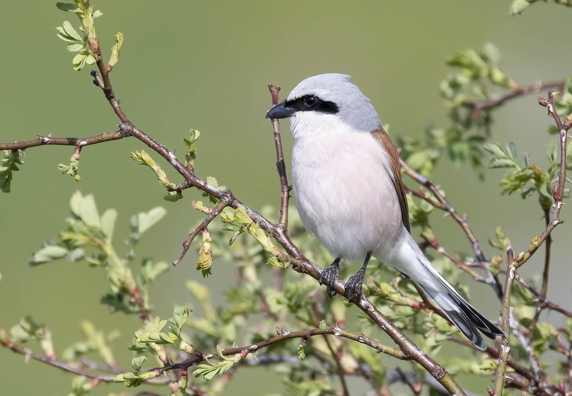 nel regno dell'averla piccola 2
