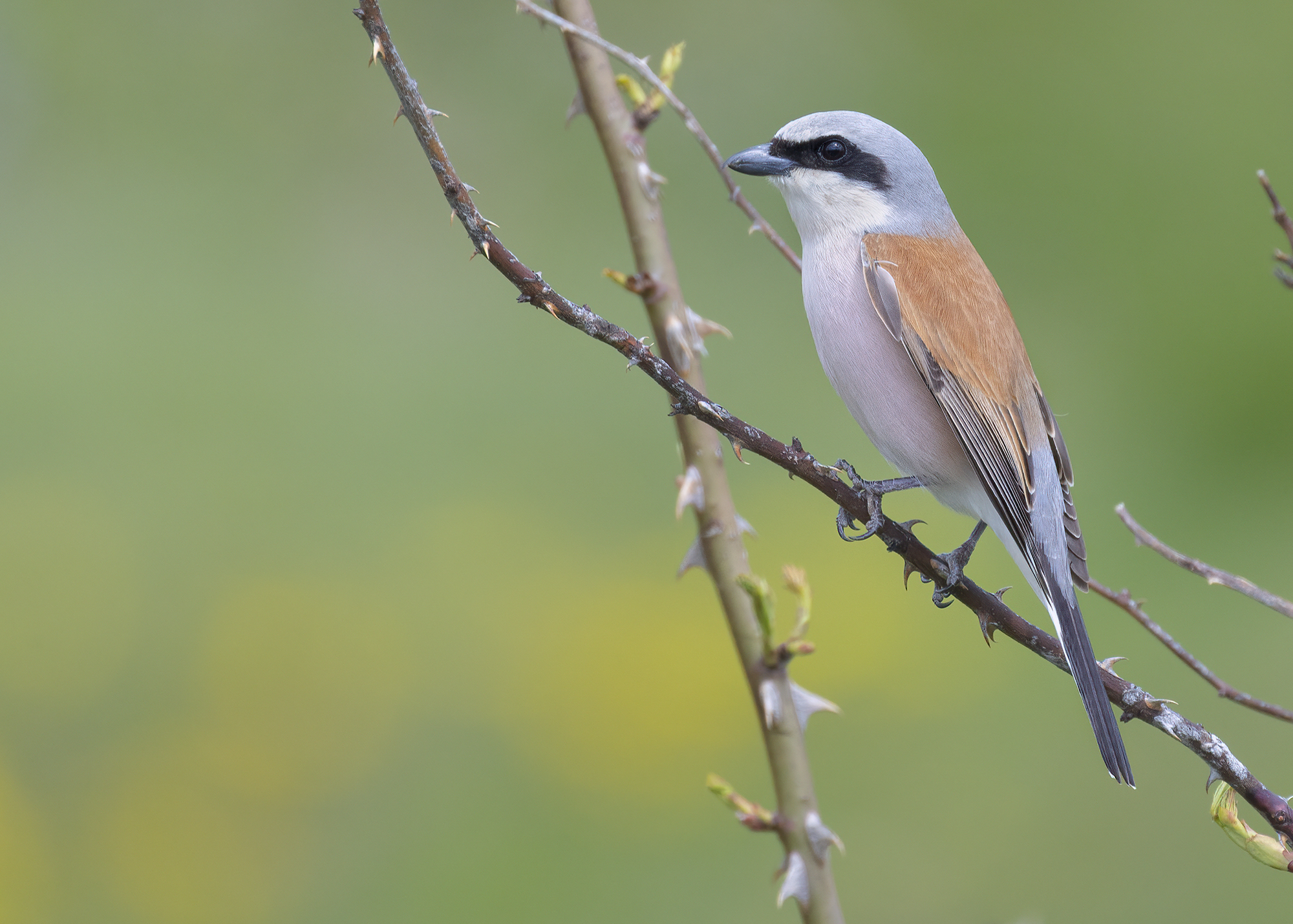 i colori dell'averla piccola maschio