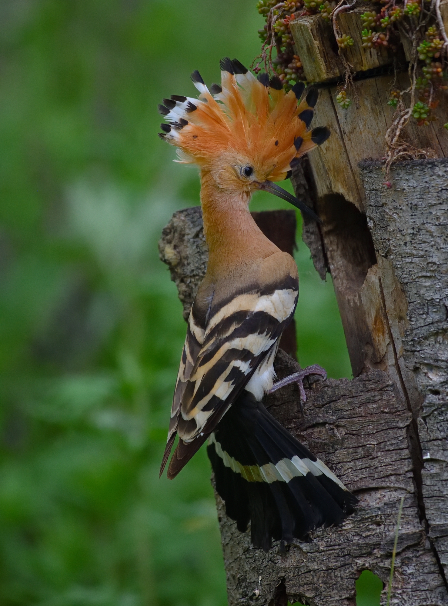 Upupa in perlustrazione...
